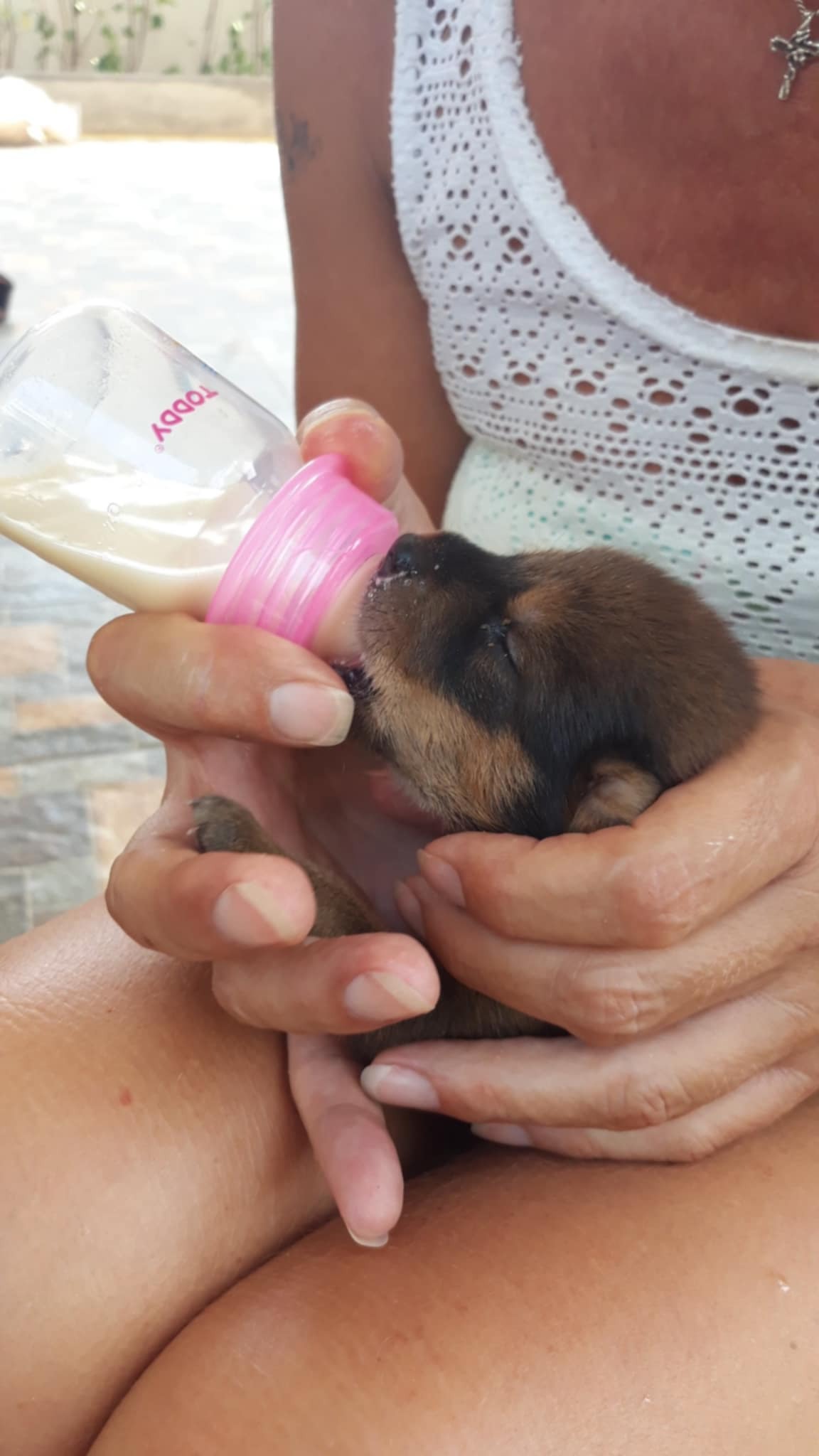 Help stray dogs in Ban Phe, Rayong, Thailand campaign photo, 5 of 8