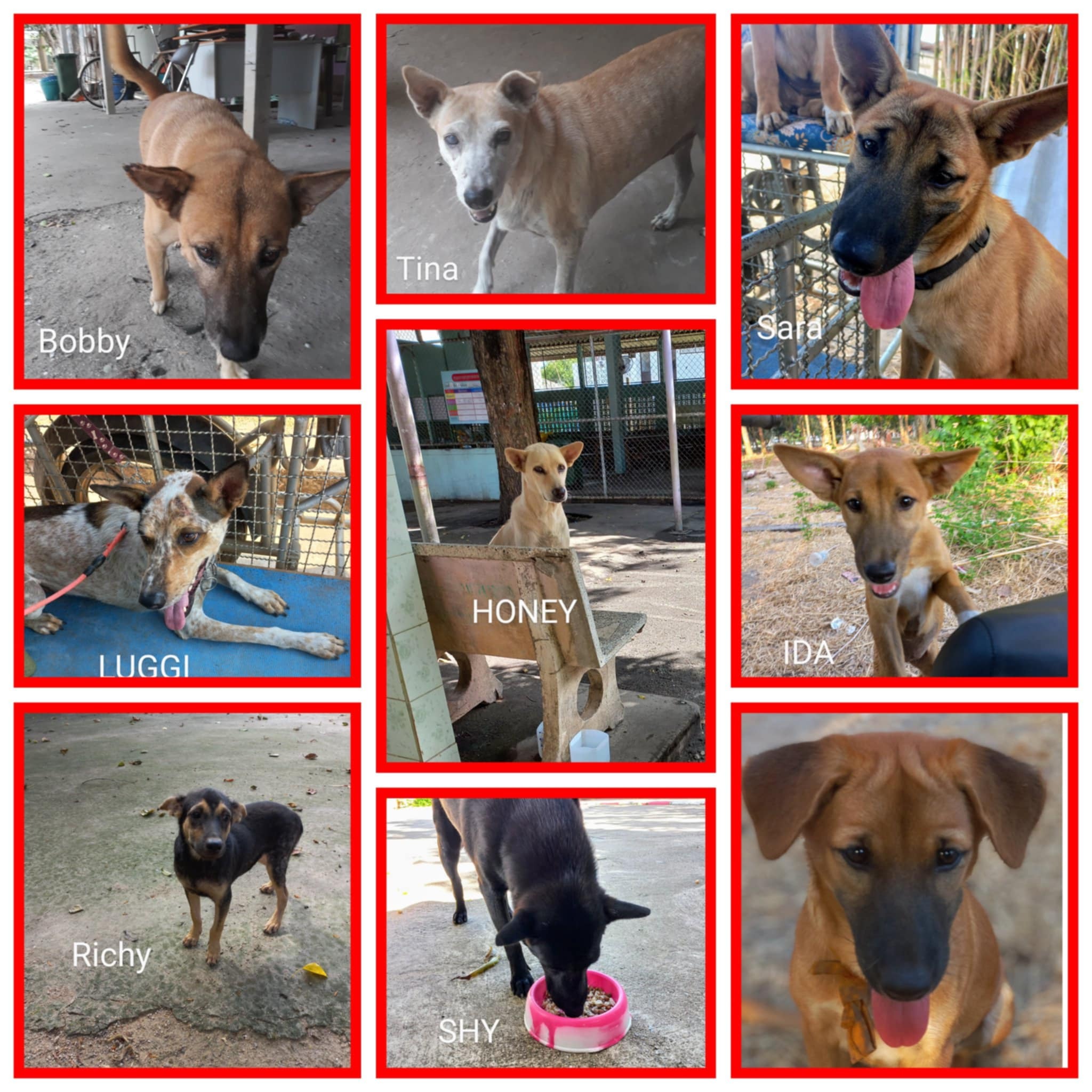 Help stray dogs in Ban Phe, Rayong, Thailand campaign photo, 6 of 8