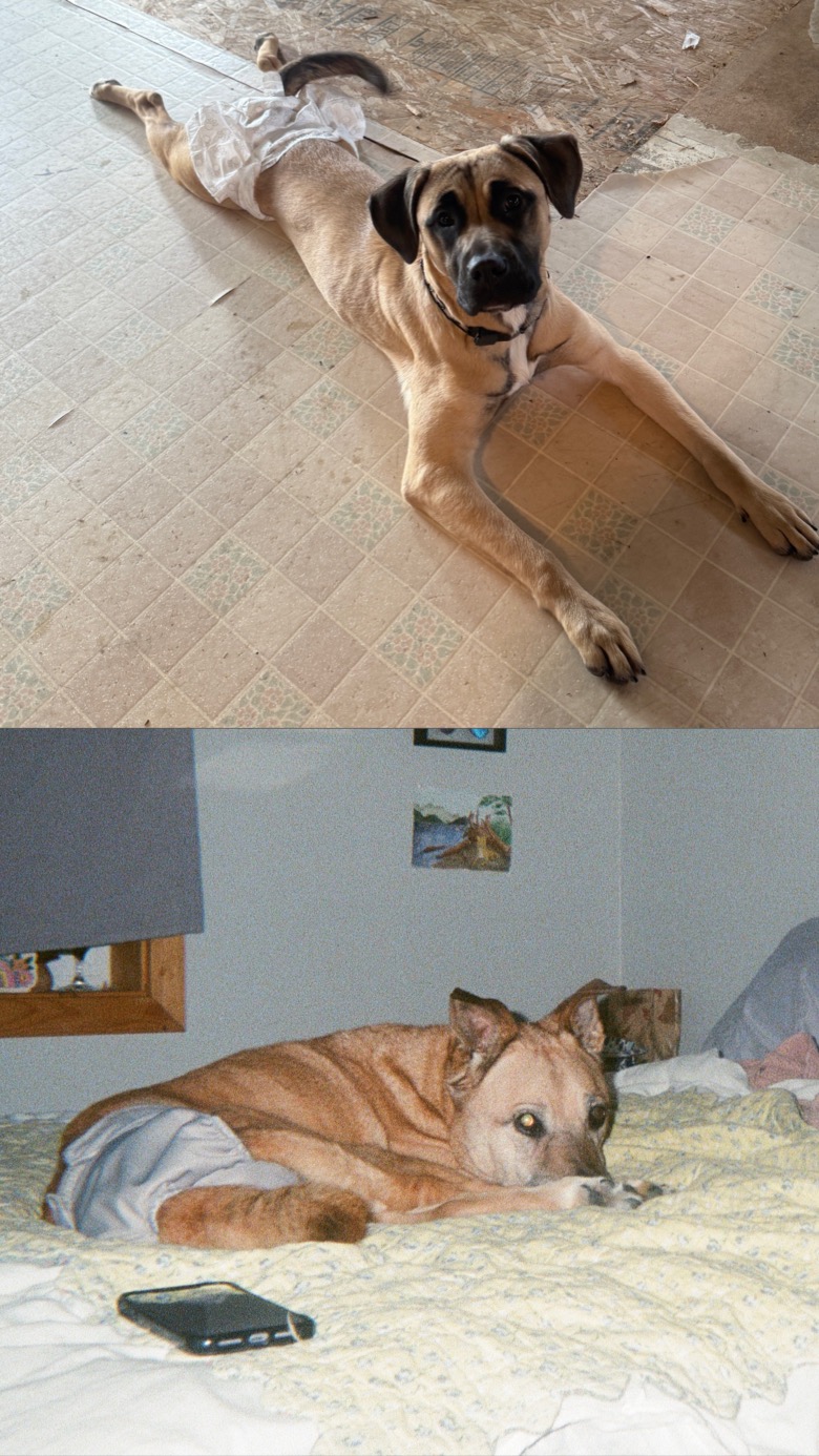 Save Star's Kidney: Urgent Help Needed campaign photo, 6 of 8