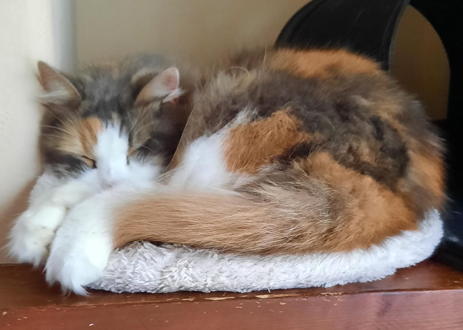 User-uploaded image 1