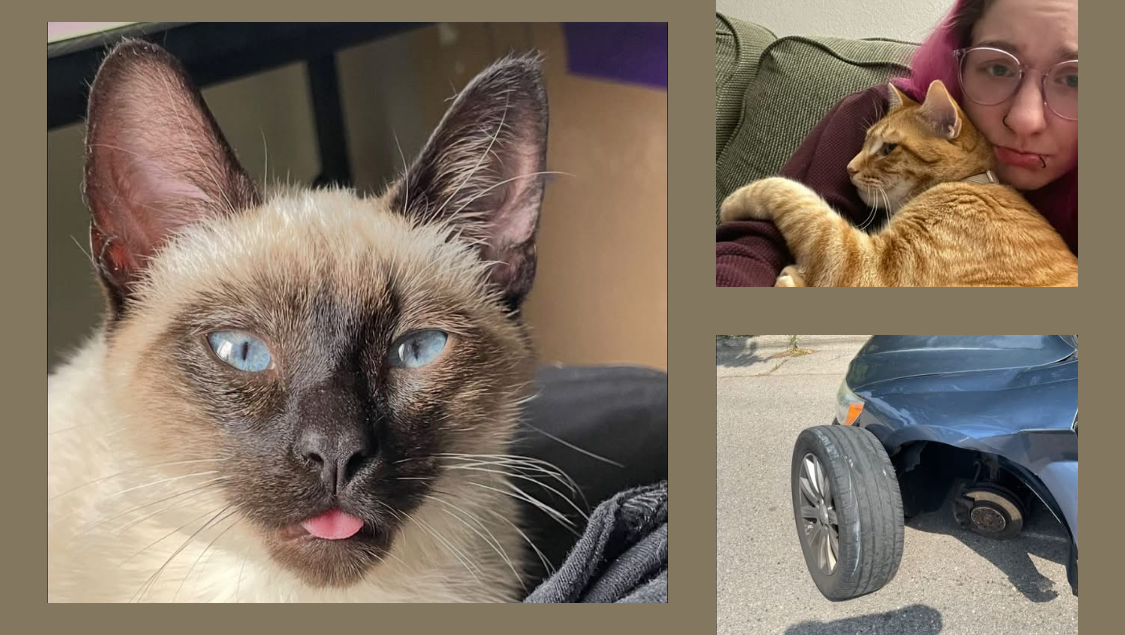 My Last Hope - Avoid Eviction and Rehoming My Cats photo