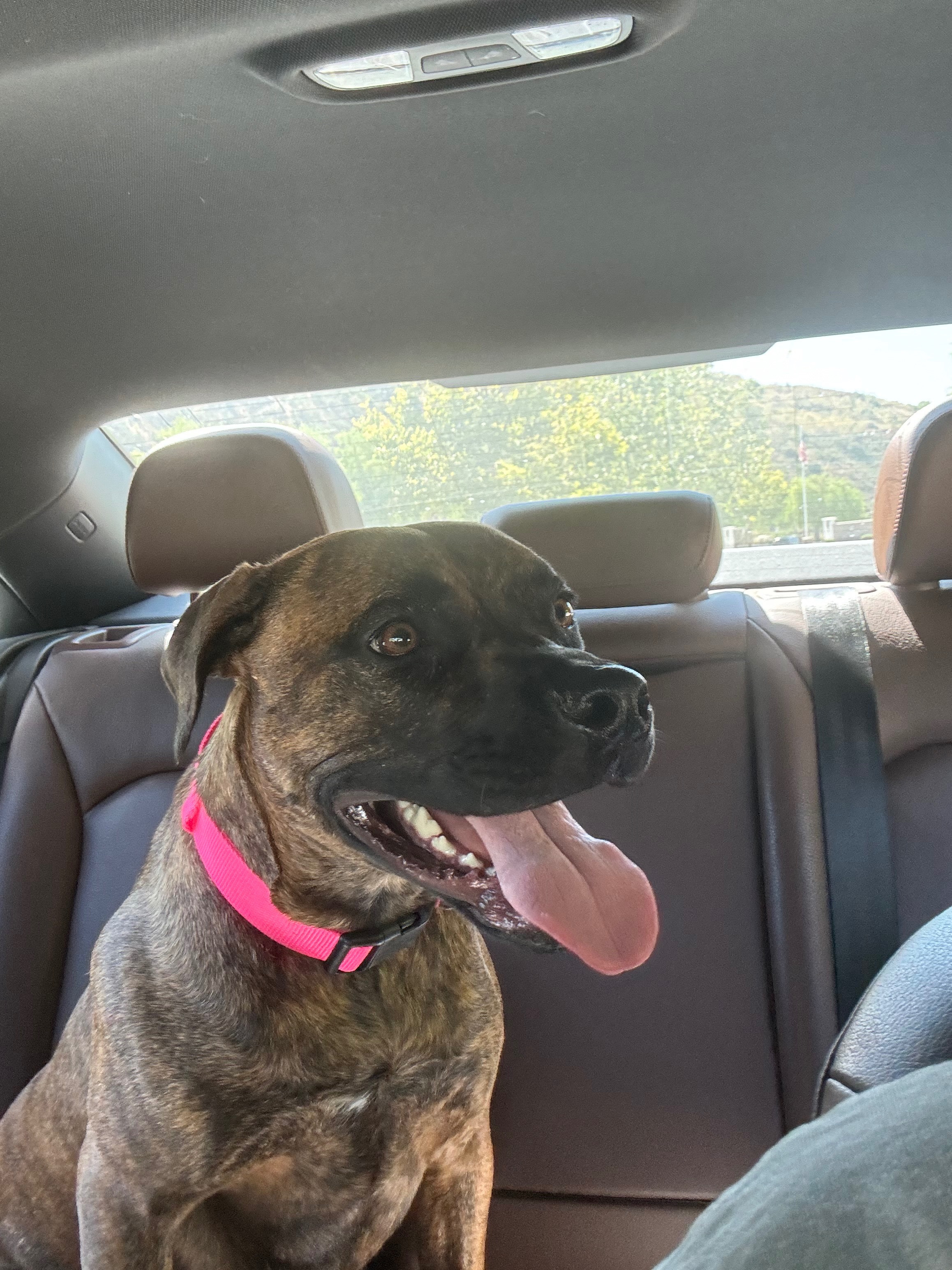 Help Our Sweet Shelby Heal Her Broken Leg campaign photo, 7 of 8