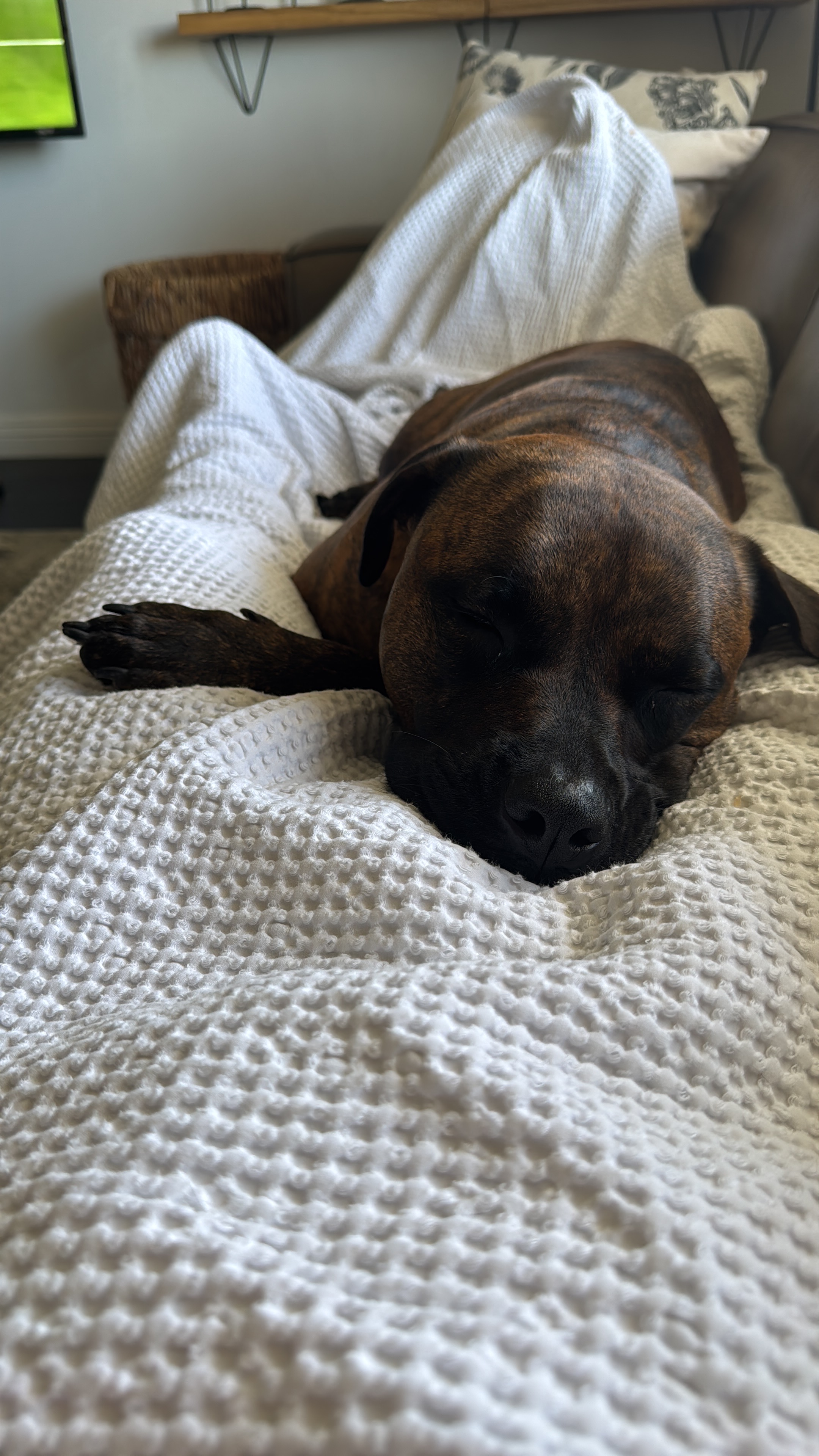 Help Our Sweet Shelby Heal Her Broken Leg campaign photo, 2 of 8