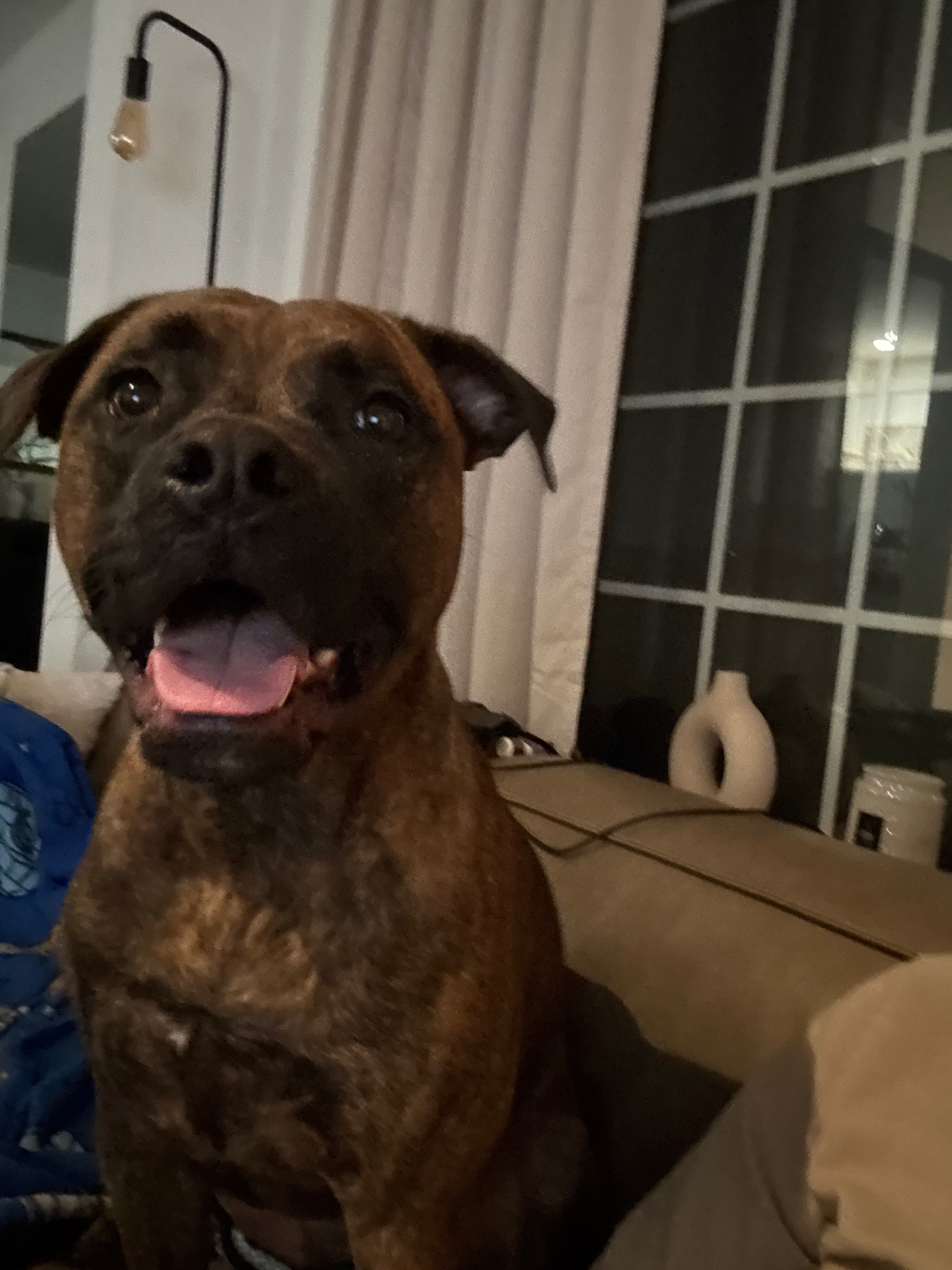 Help Our Sweet Shelby Heal Her Broken Leg campaign photo, 4 of 8