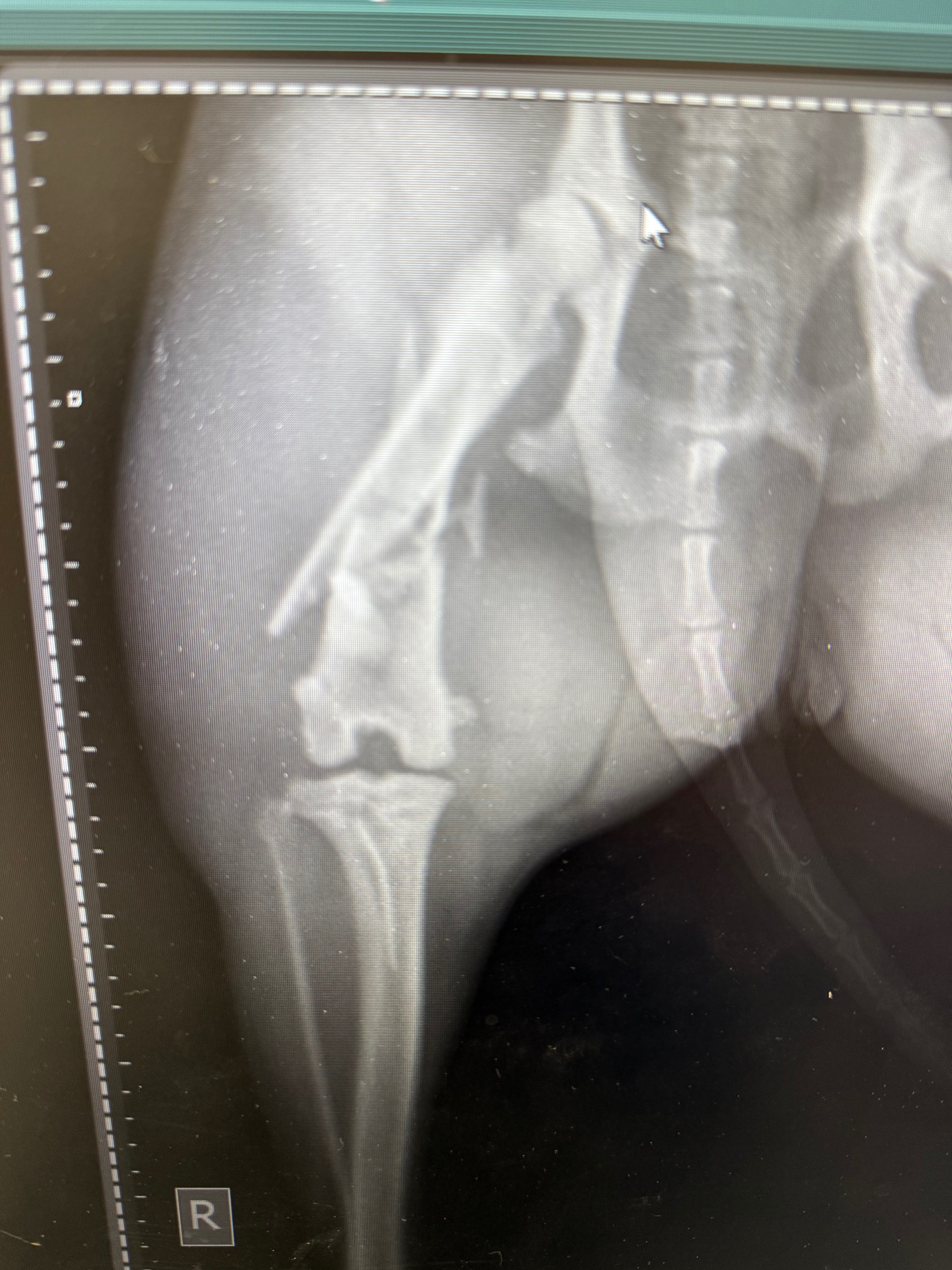 Help Our Sweet Shelby Heal Her Broken Leg campaign photo, 5 of 8