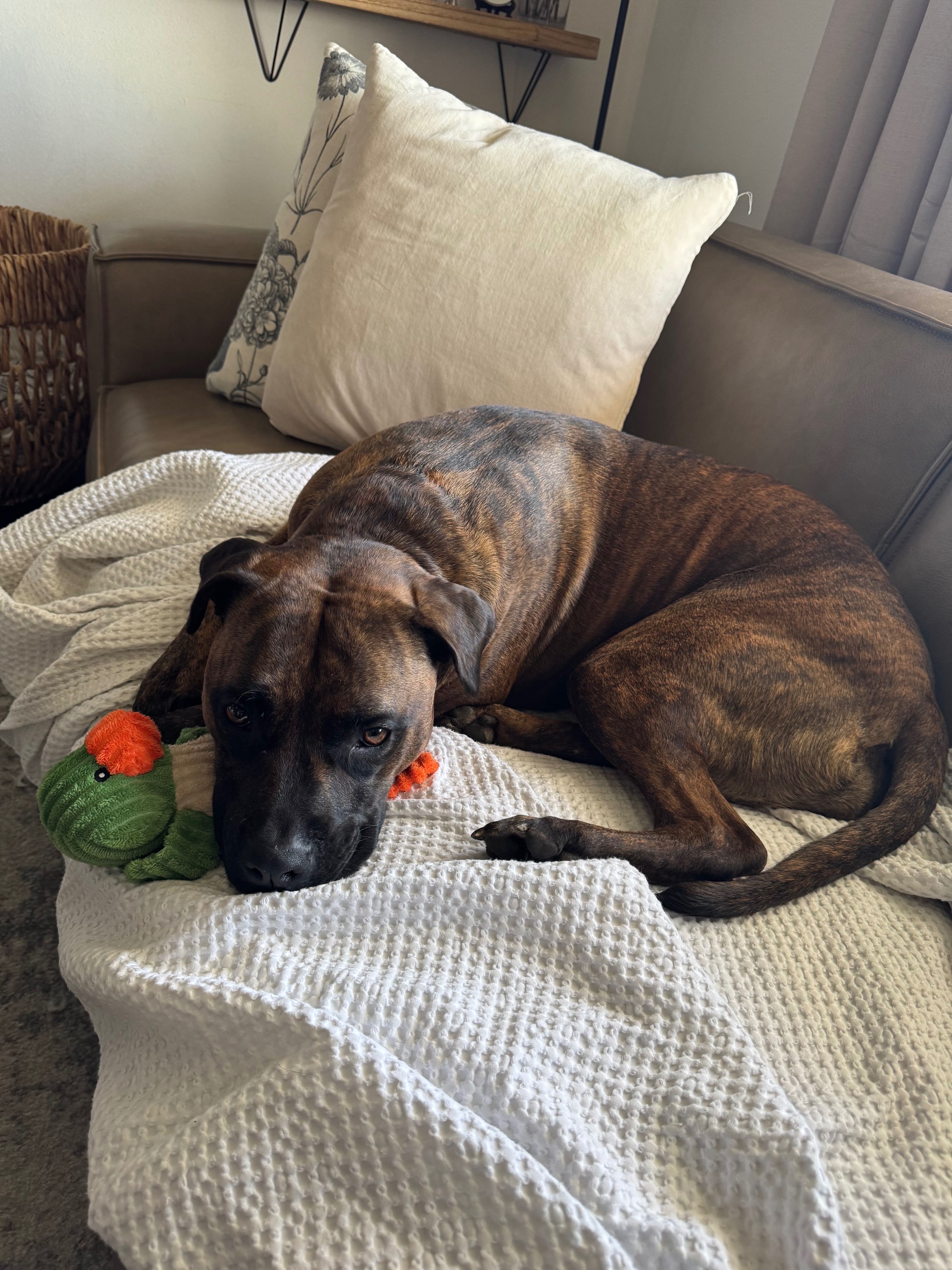 Help Our Sweet Shelby Heal Her Broken Leg campaign photo, 6 of 8