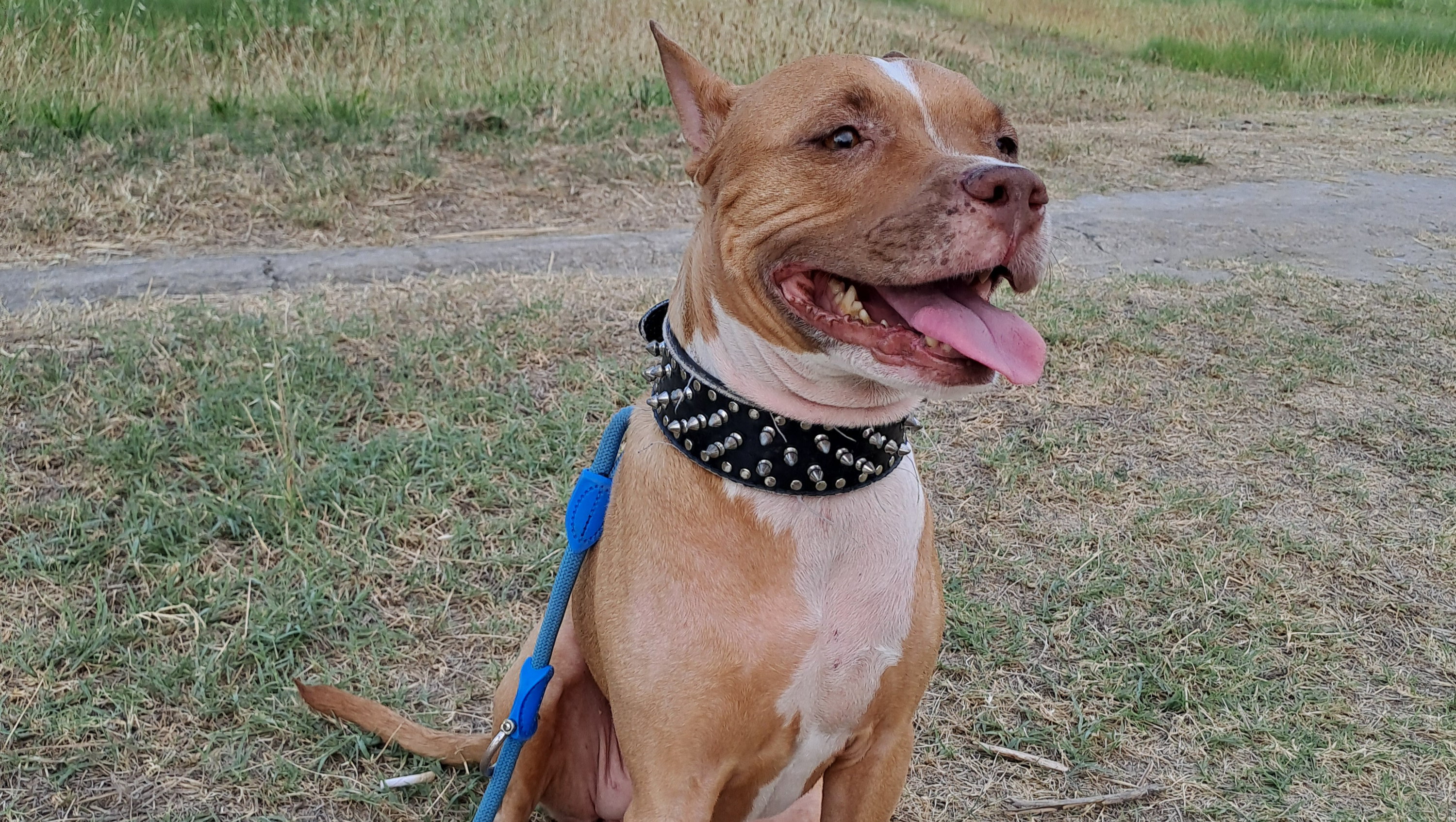 Aiutiamo tequila a tornare a correre!