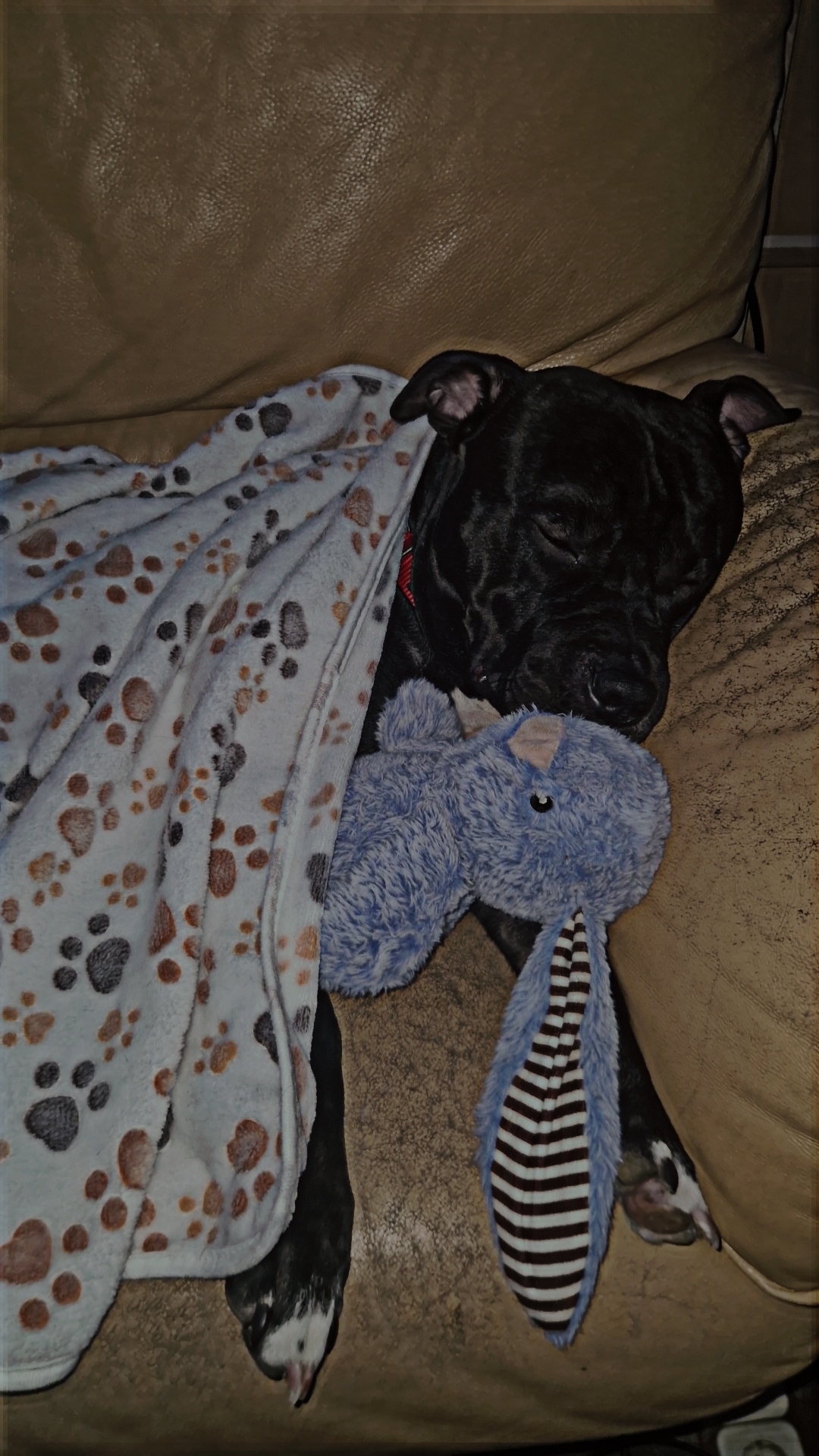 Hilfe für Dobby Gib einem tapferen Kämpfer eine Chance! campaign photo, 4 of 5