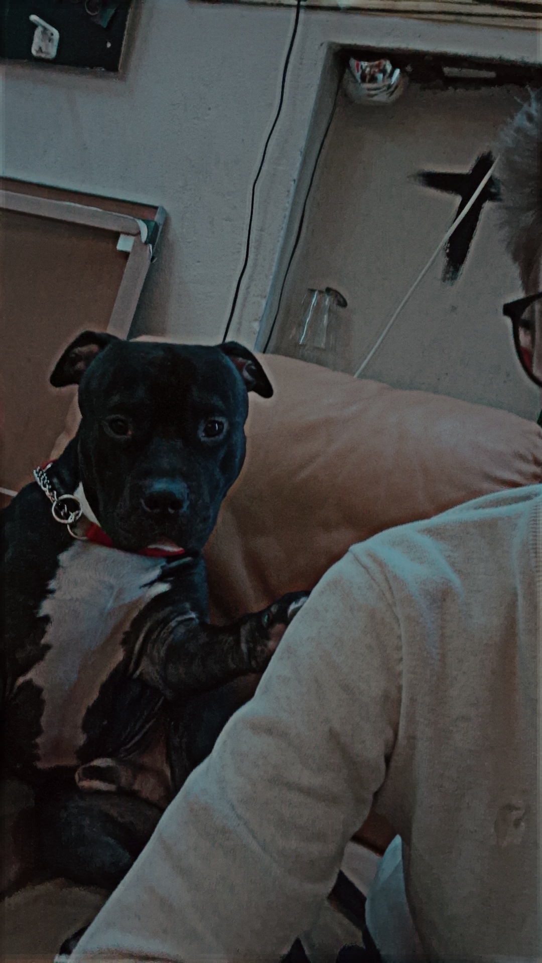 Hilfe für Dobby Gib einem tapferen Kämpfer eine Chance! campaign photo, 2 of 5