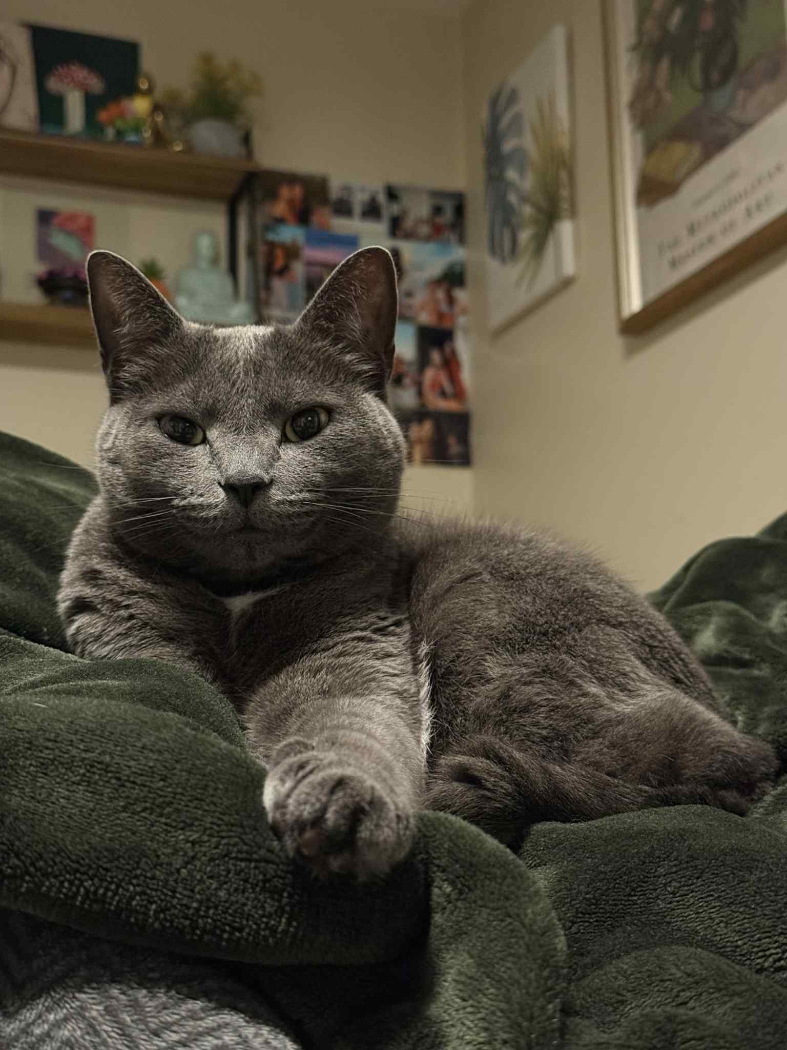 Donate to help Gizmo get emergency surgery campaign photo, 2 of 4