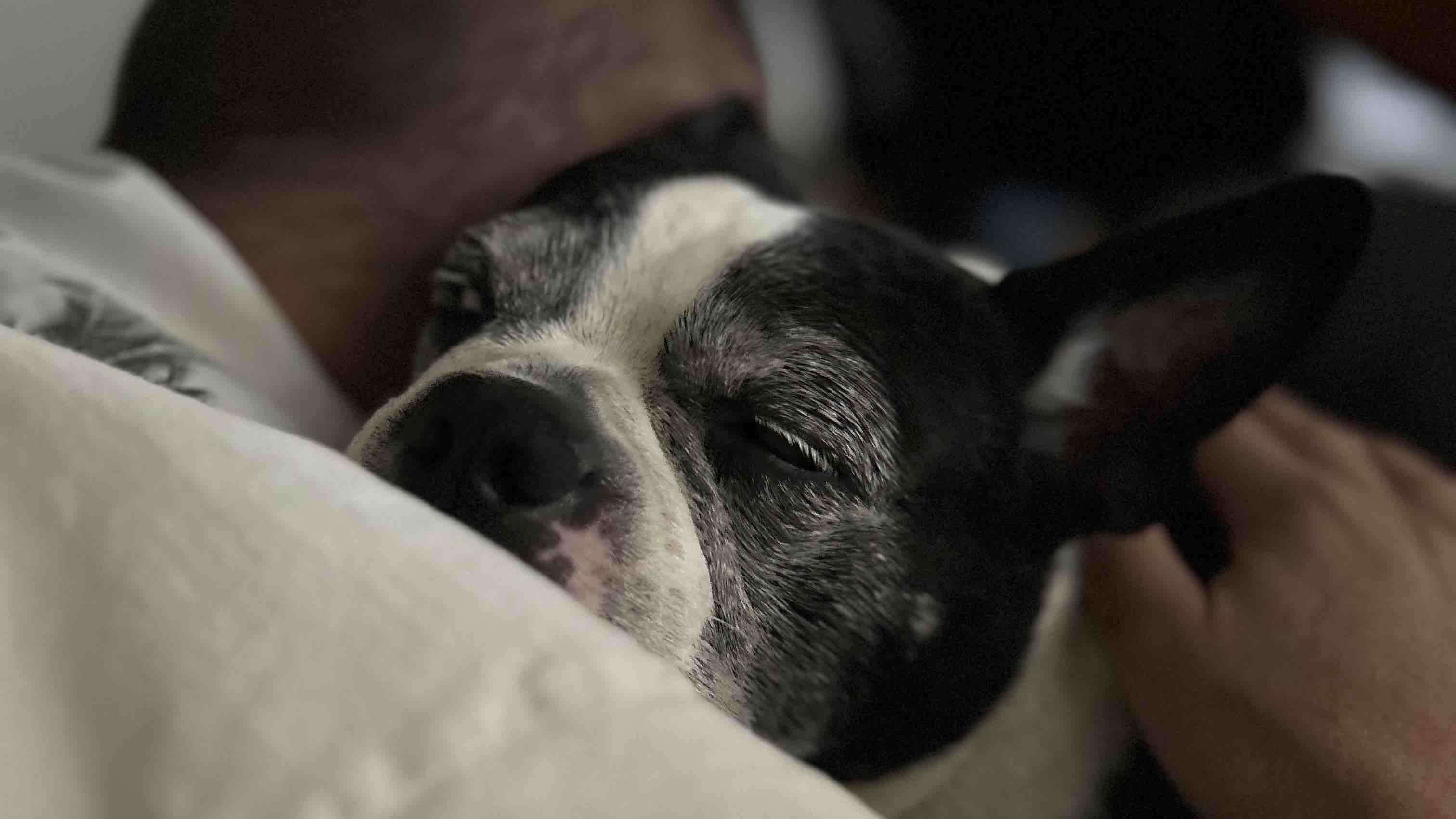 Help a veteran get a new service dog photo