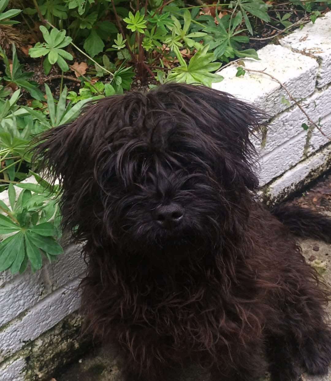 July Furbabies campaign photo, 2 of 4