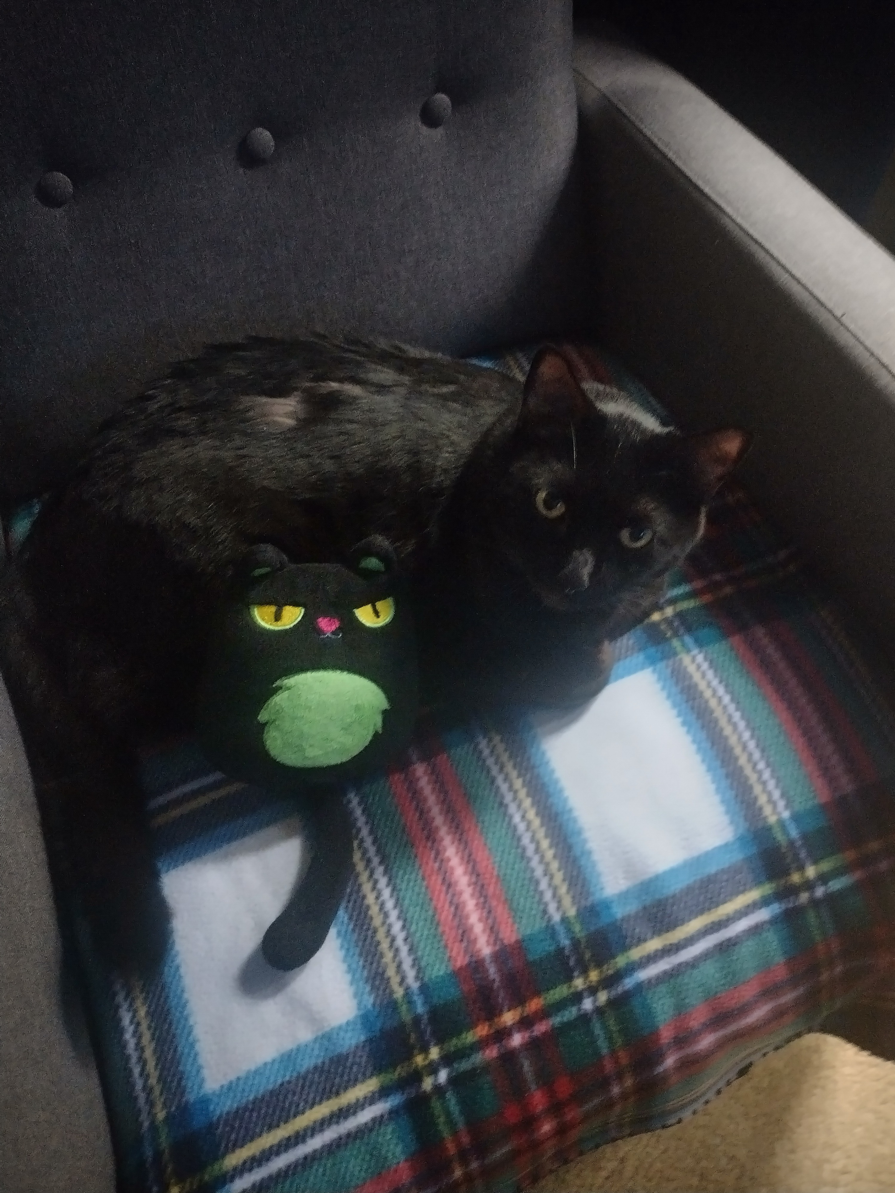 User-uploaded image 1