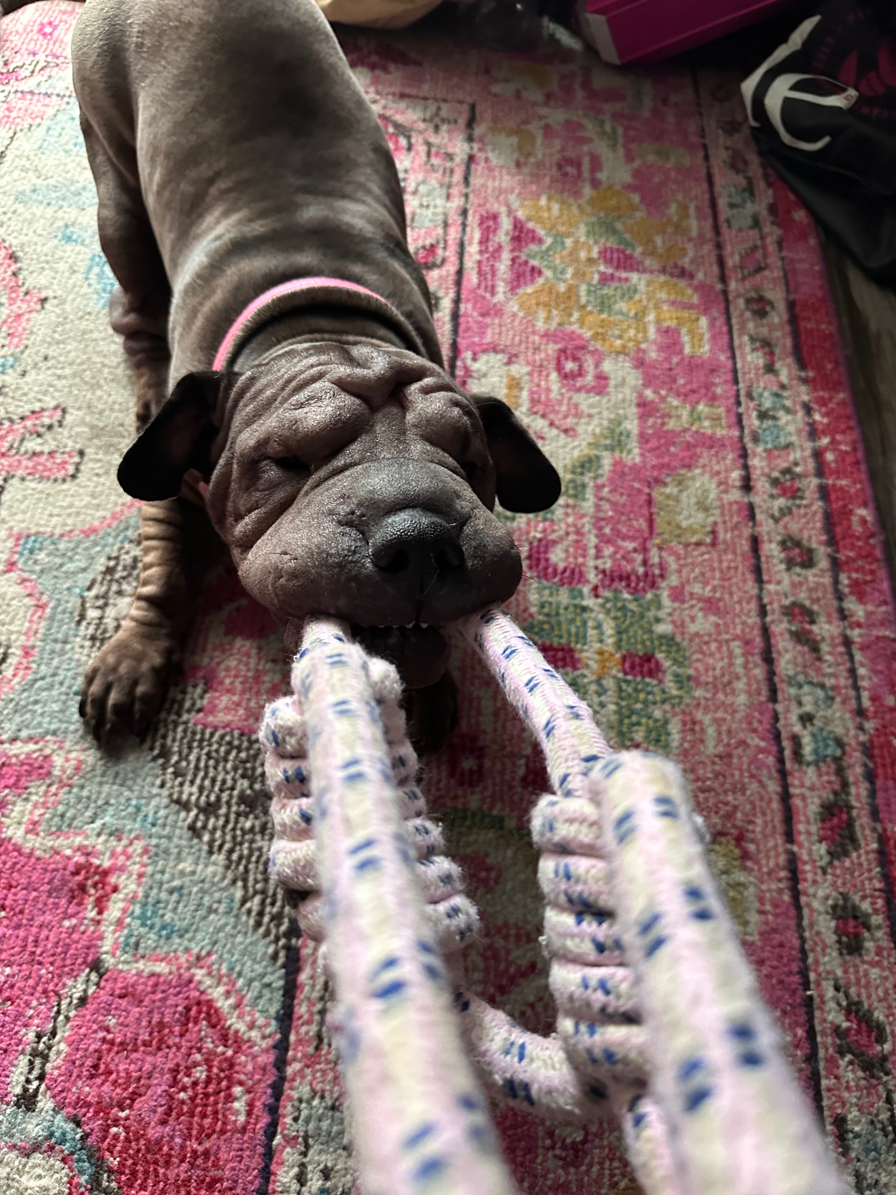 Help Peppa Get Urgent IVDD Treatment campaign photo, 4 of 6