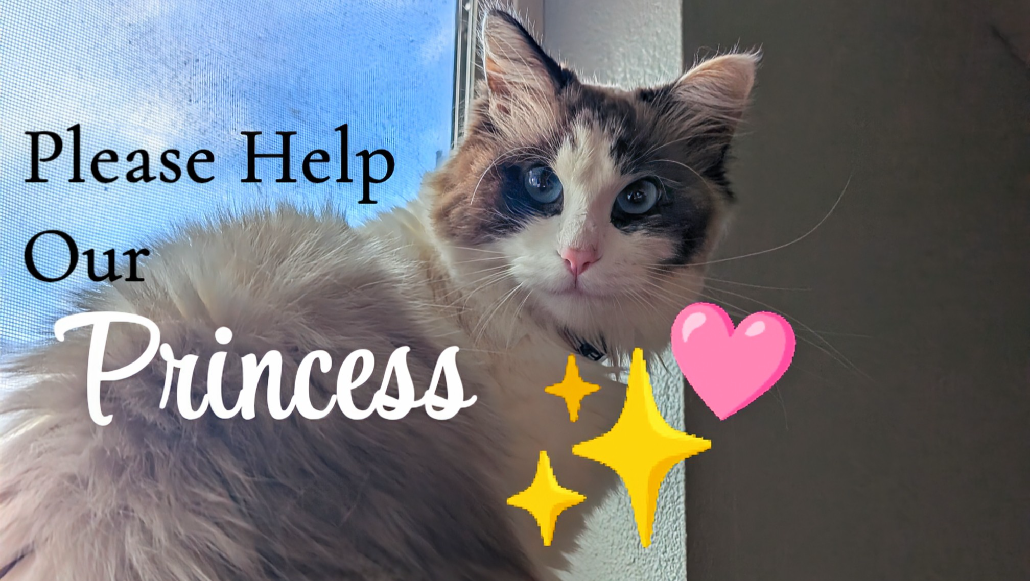 Three Nights, Two Shots, One Cat- save Princess! photo