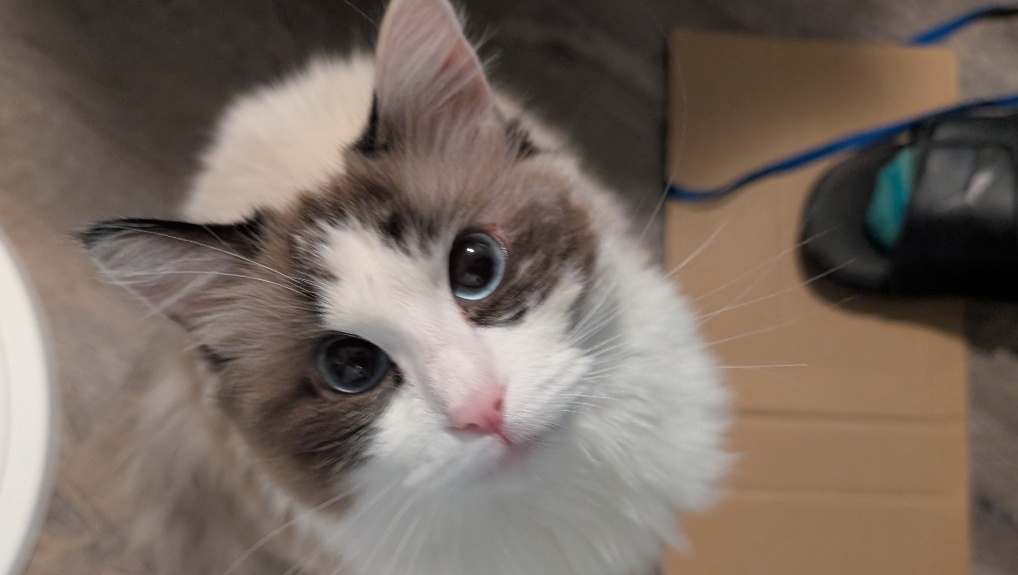 92456387_1751863528384111_r.