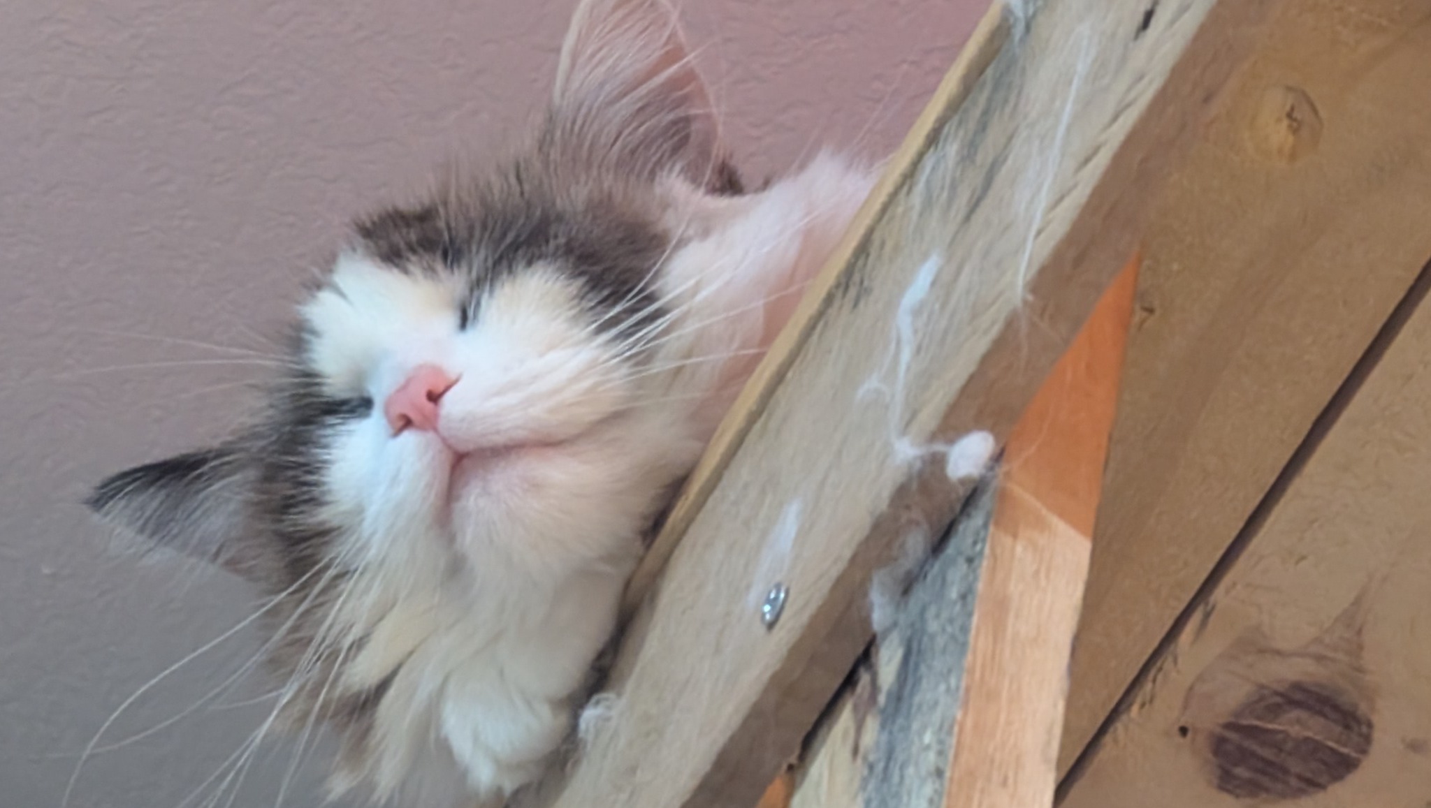 92456387_1751864099297141_r.