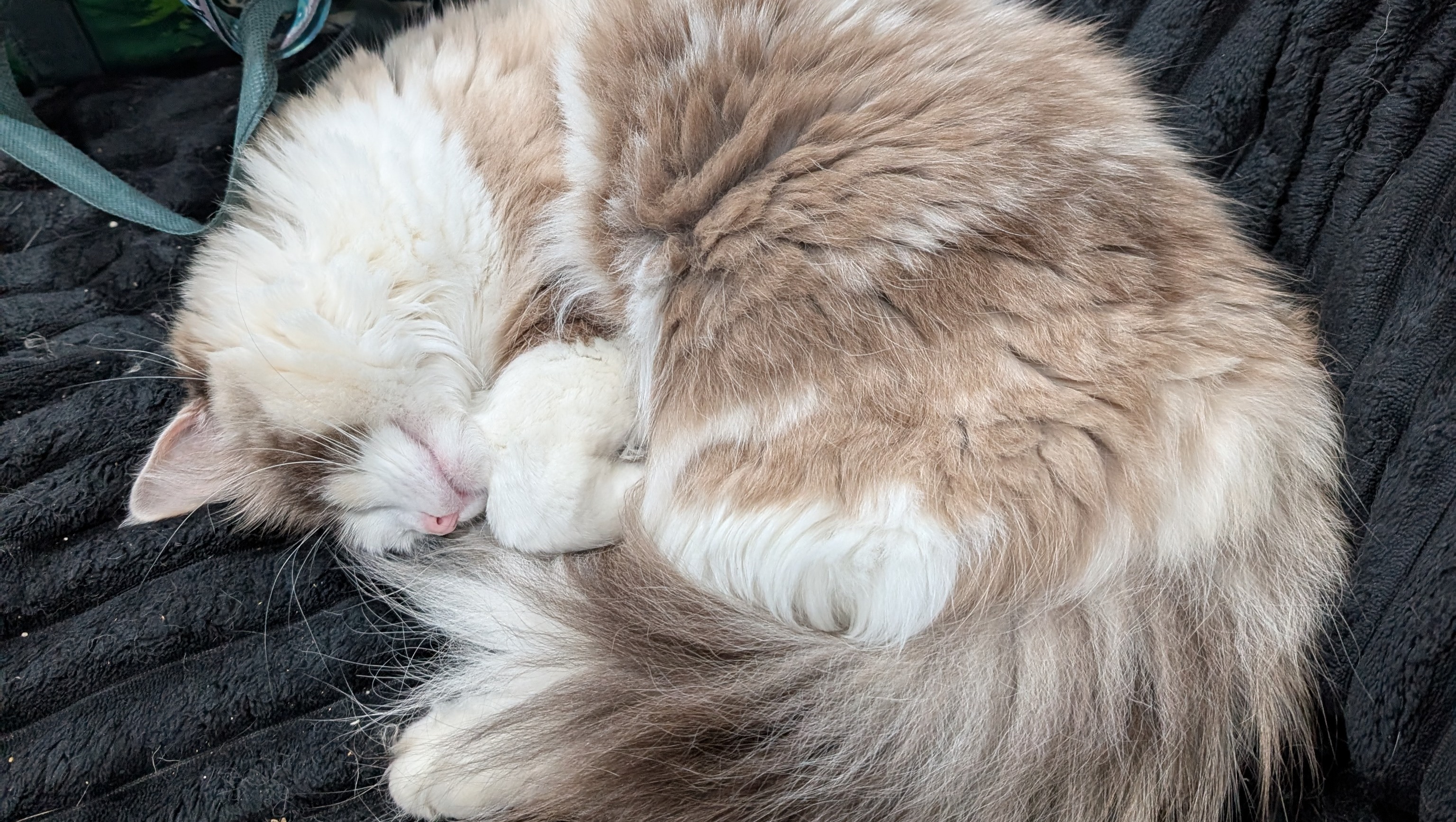 92456387_1751864289476573_r.