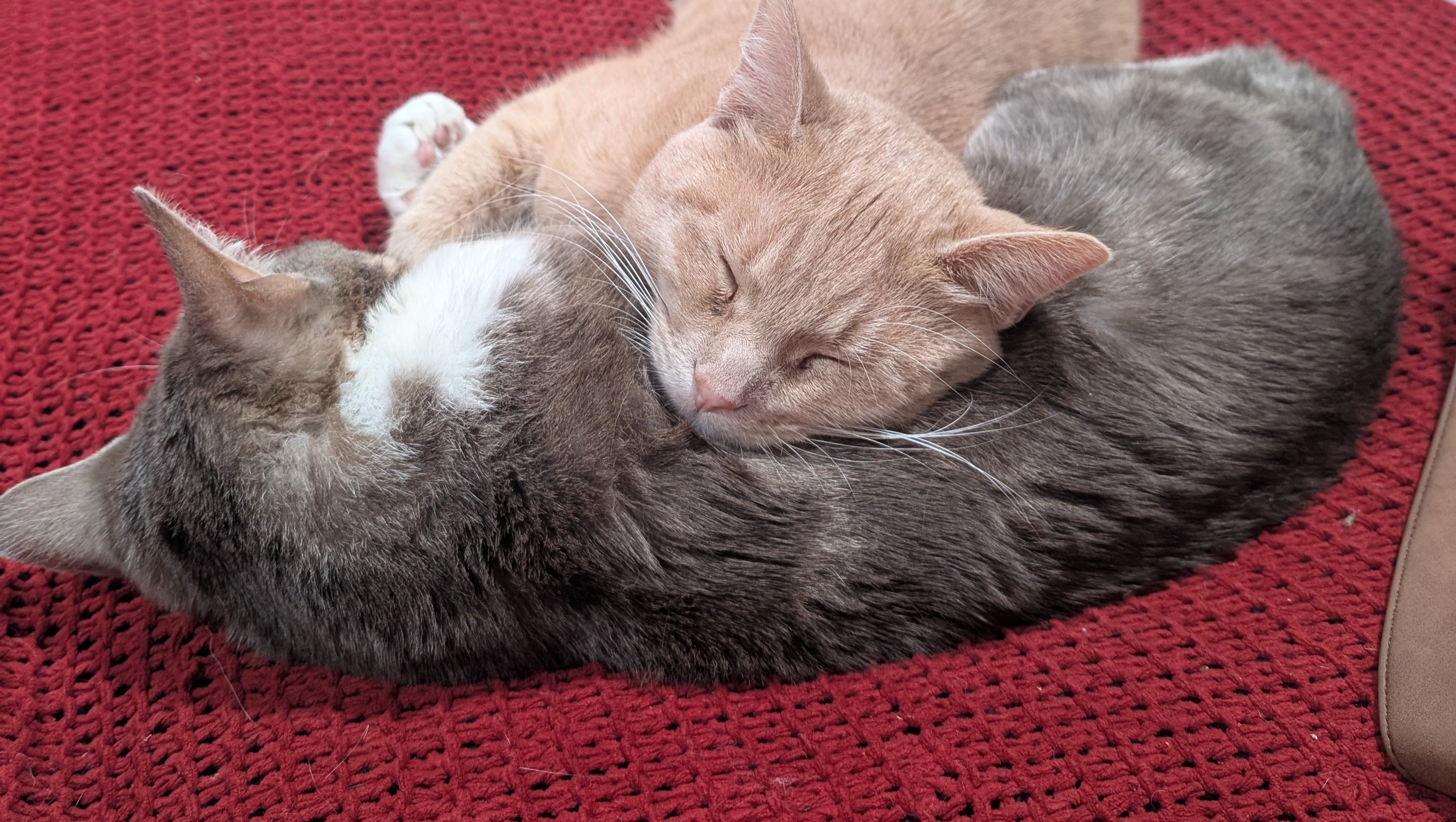 92456387_1751873457177847_r.