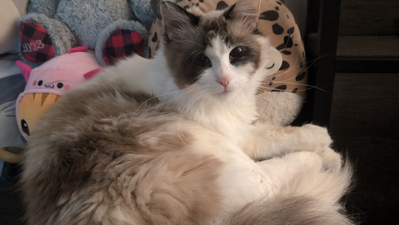 92456387_1751873480357054_r.