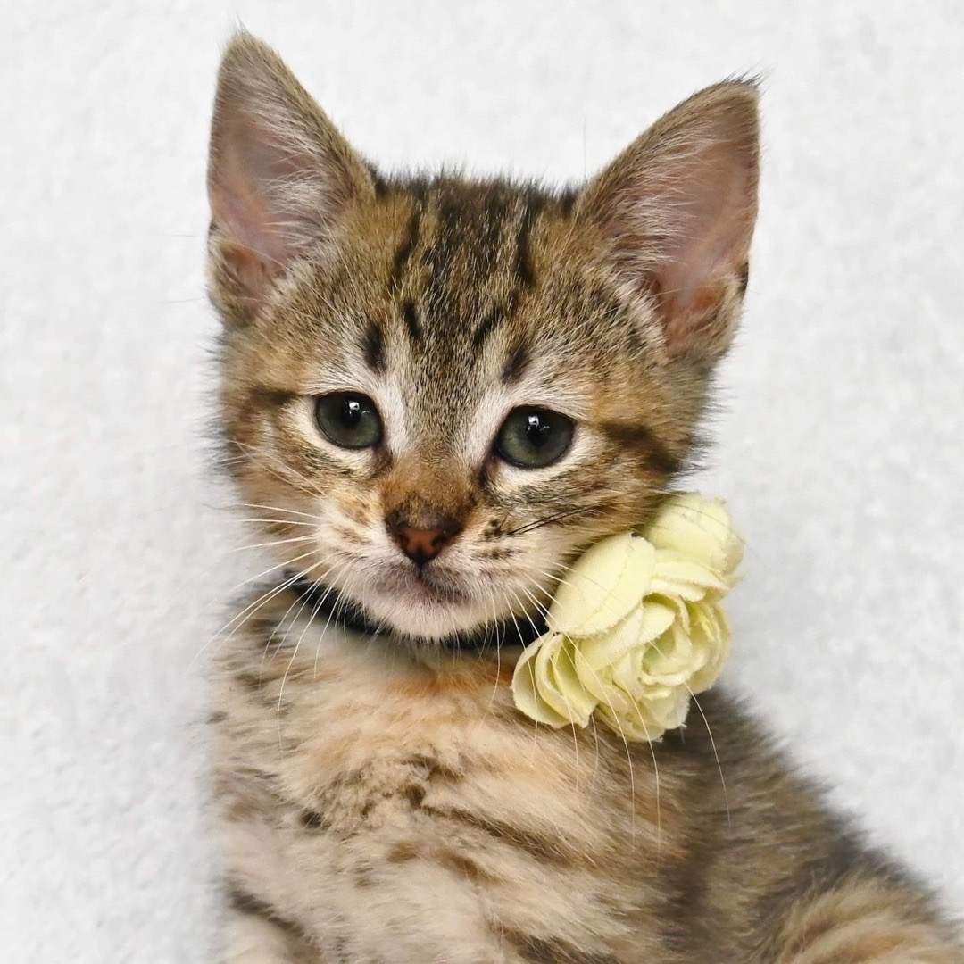 Help My Dad's Best Friend, His beloved Cat campaign photo, 6 of 7