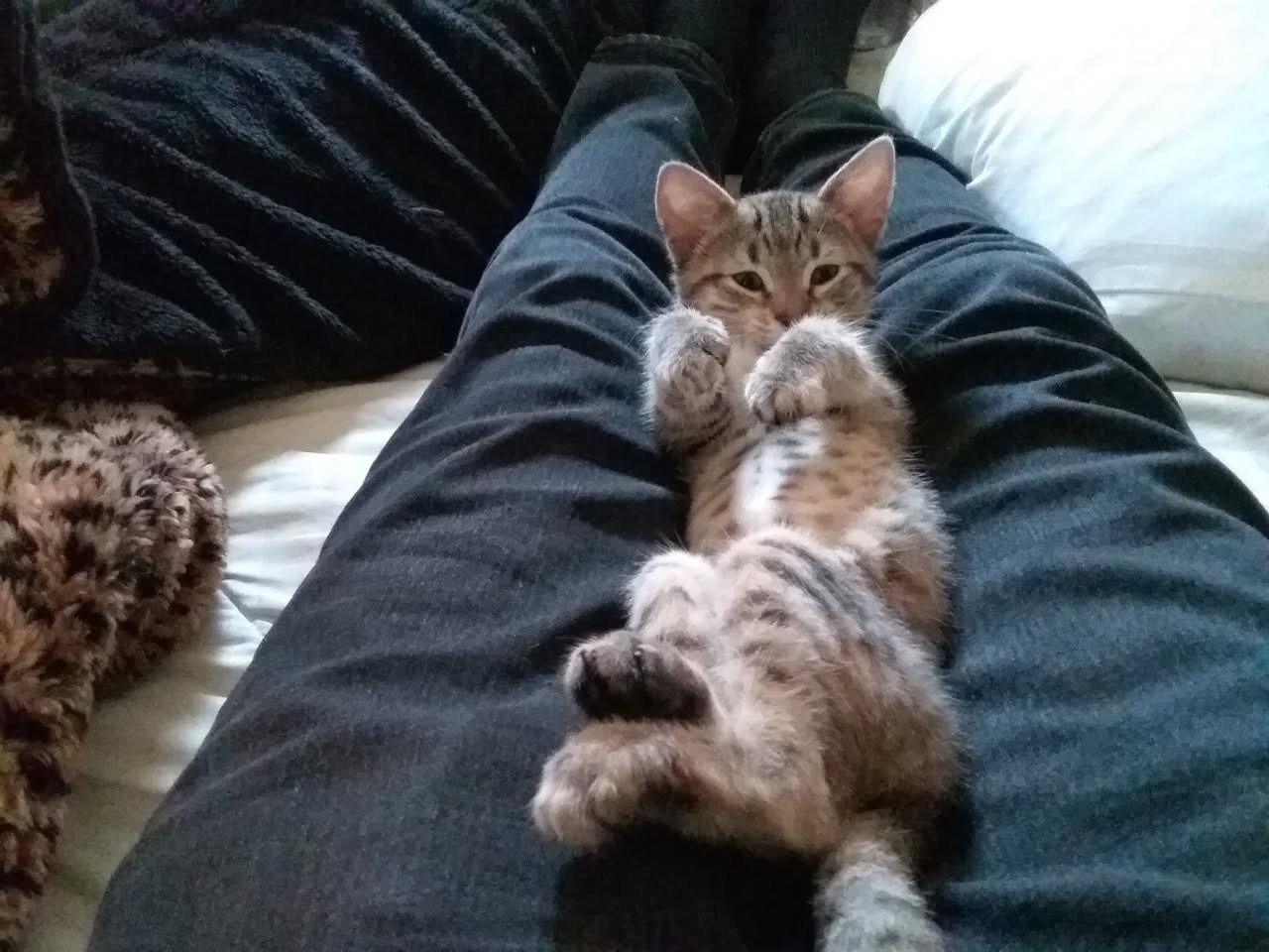 Help My Dad's Best Friend, His beloved Cat campaign photo, 2 of 7