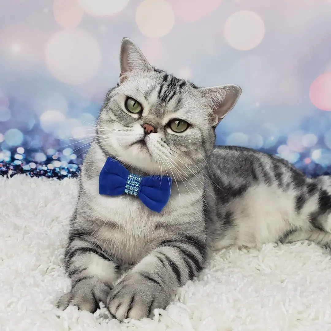 Urgent: Winston's Life-Saving Surgery Fund campaign photo, 7 of 7