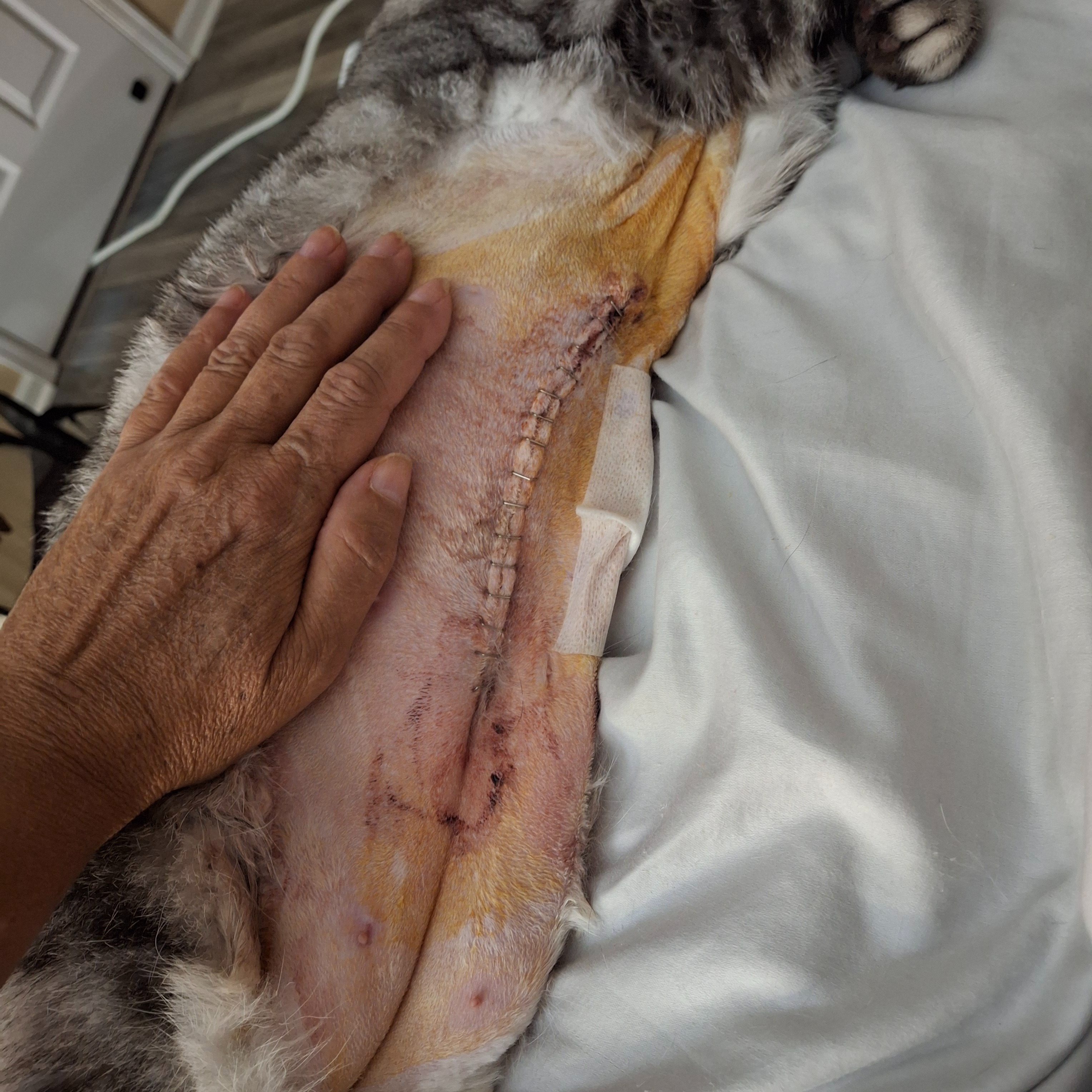 Urgent: Winston's Life-Saving Surgery Fund campaign photo, 4 of 7