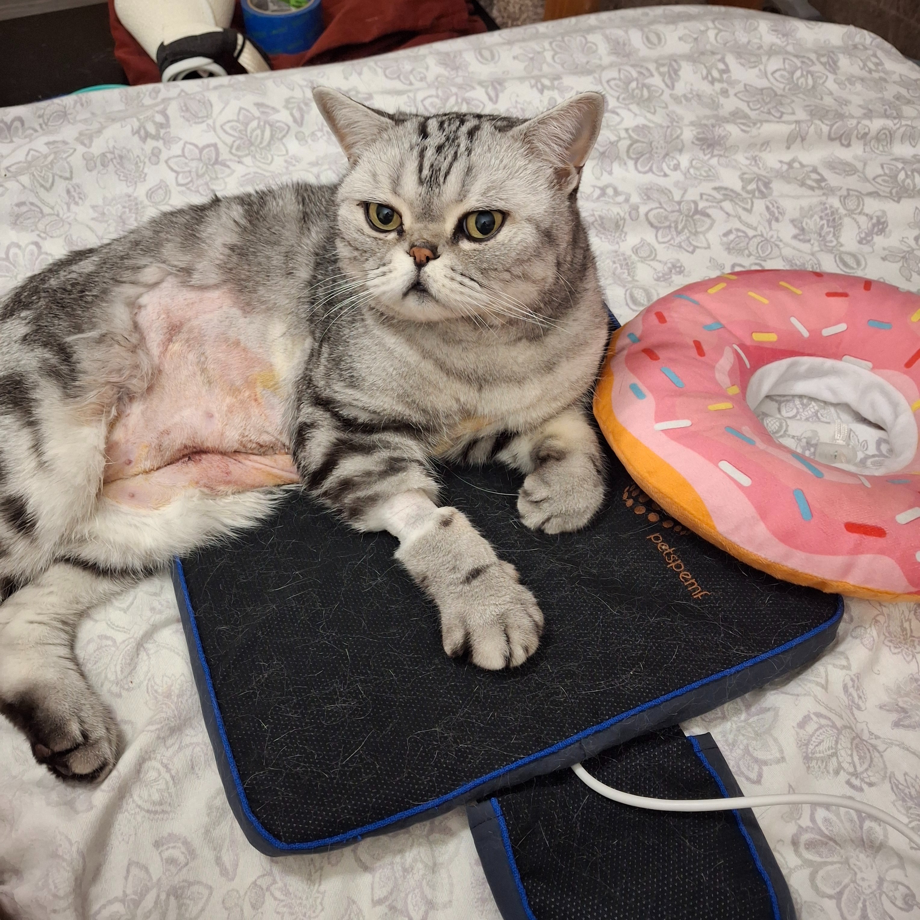 Urgent: Winston's Life-Saving Surgery Fund campaign photo, 5 of 7