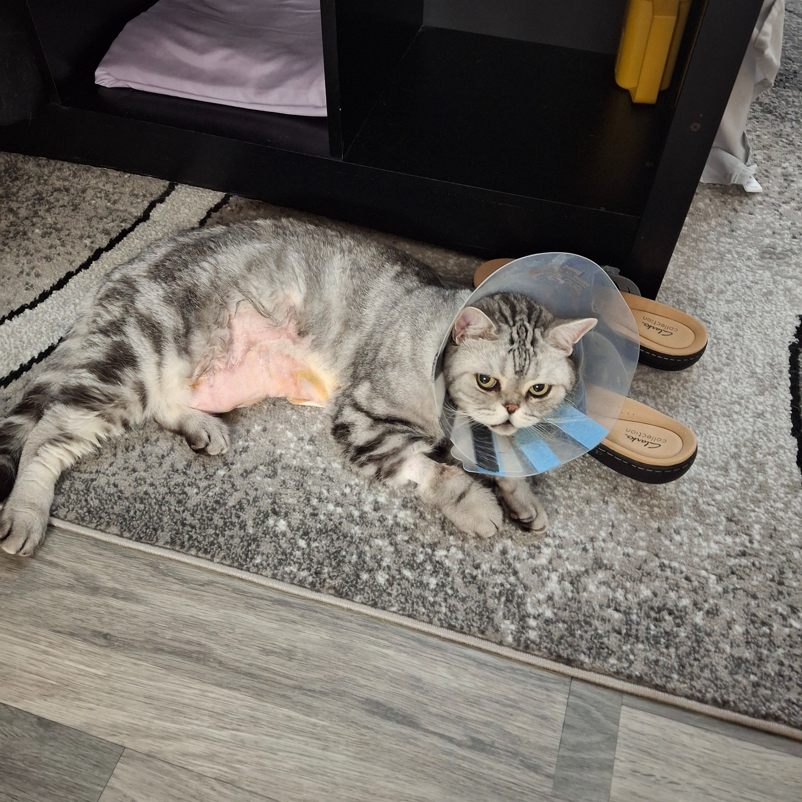 Urgent: Winston's Life-Saving Surgery Fund campaign photo, 6 of 7