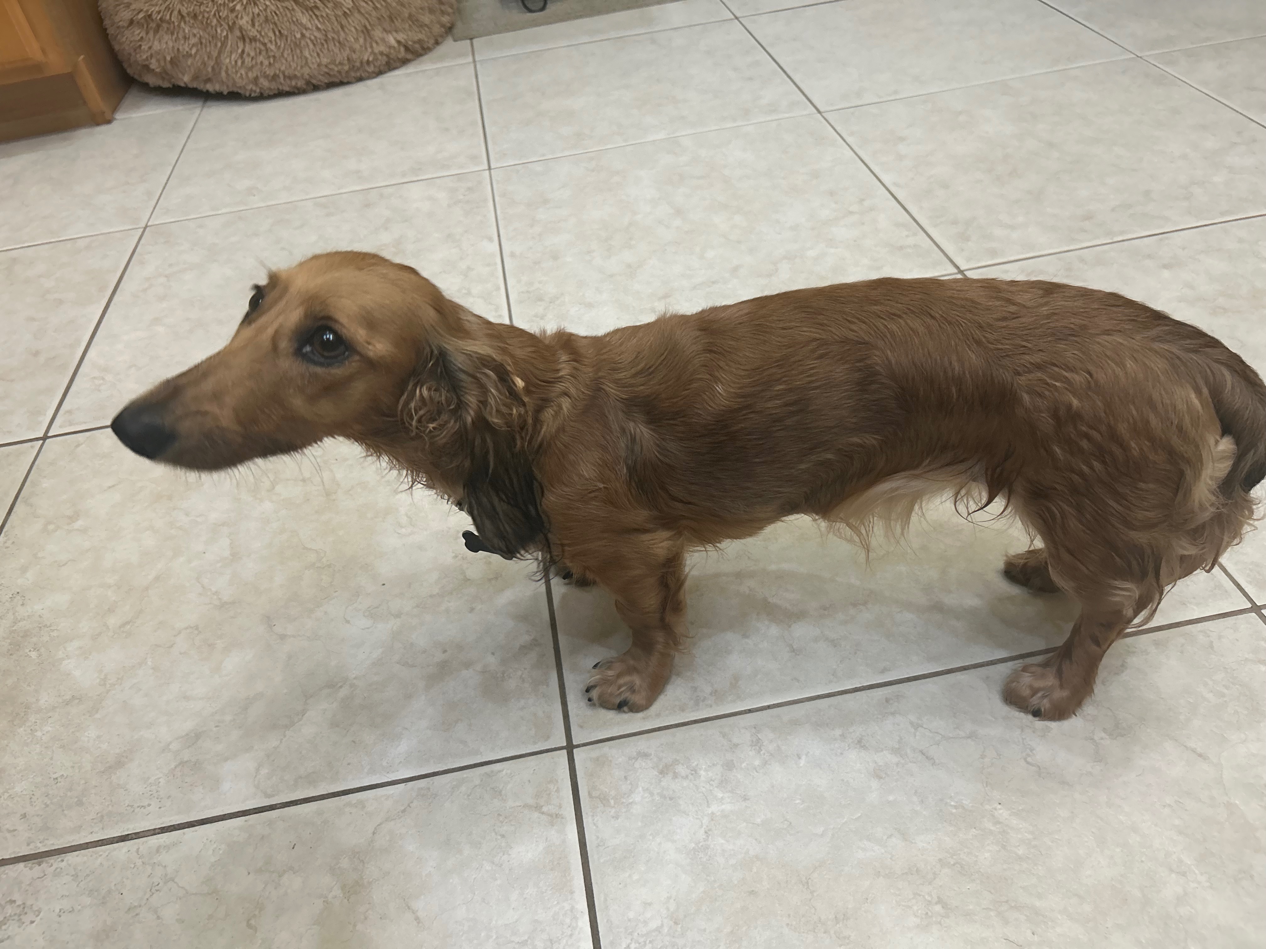 Help Save Roxanne—My Best Friend Needs Emergency Surgery campaign photo, 6 of 7