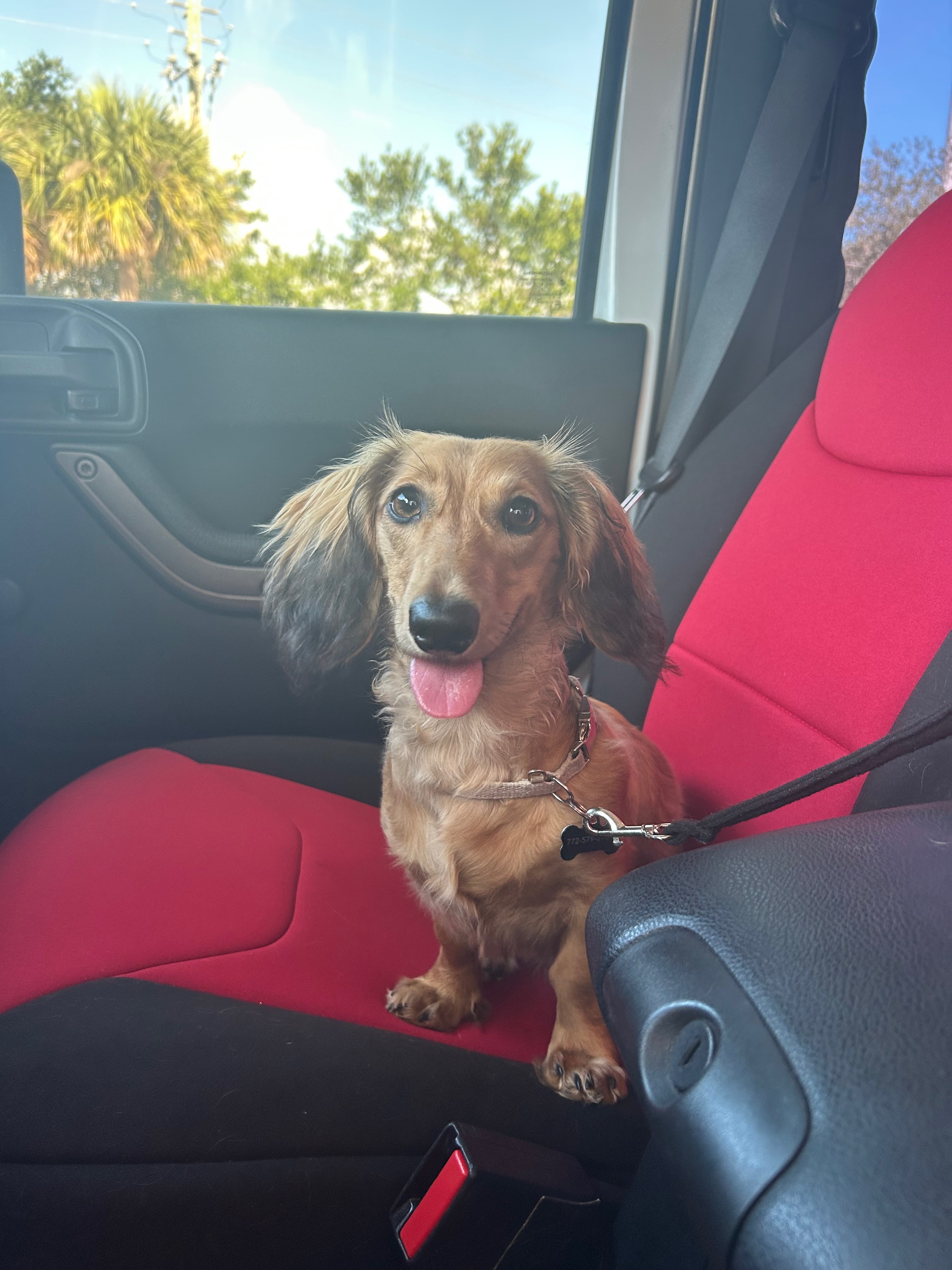 Help Save Roxanne—My Best Friend Needs Emergency Surgery campaign photo, 2 of 7