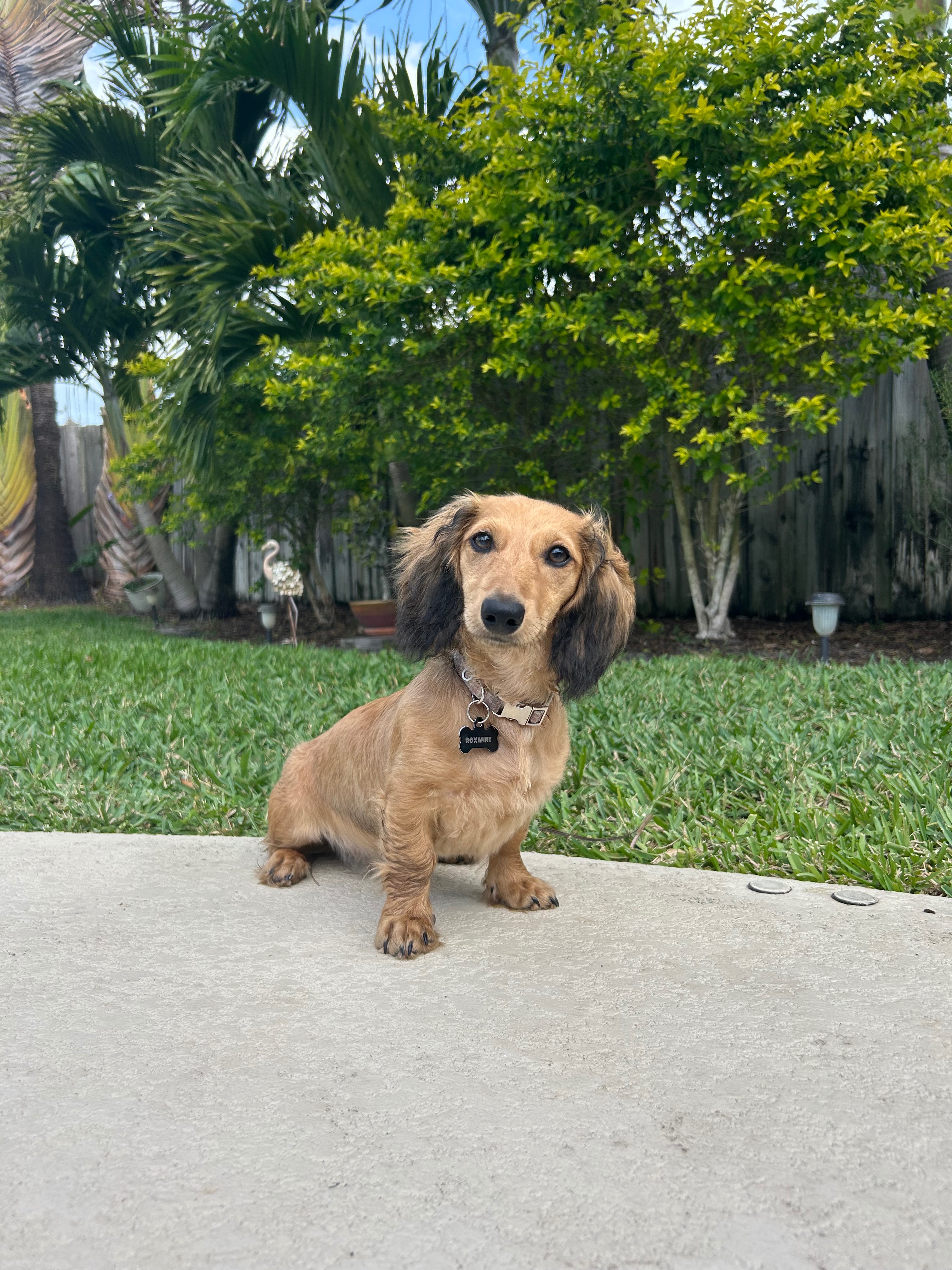 Help Save Roxanne—My Best Friend Needs Emergency Surgery campaign photo, 4 of 7