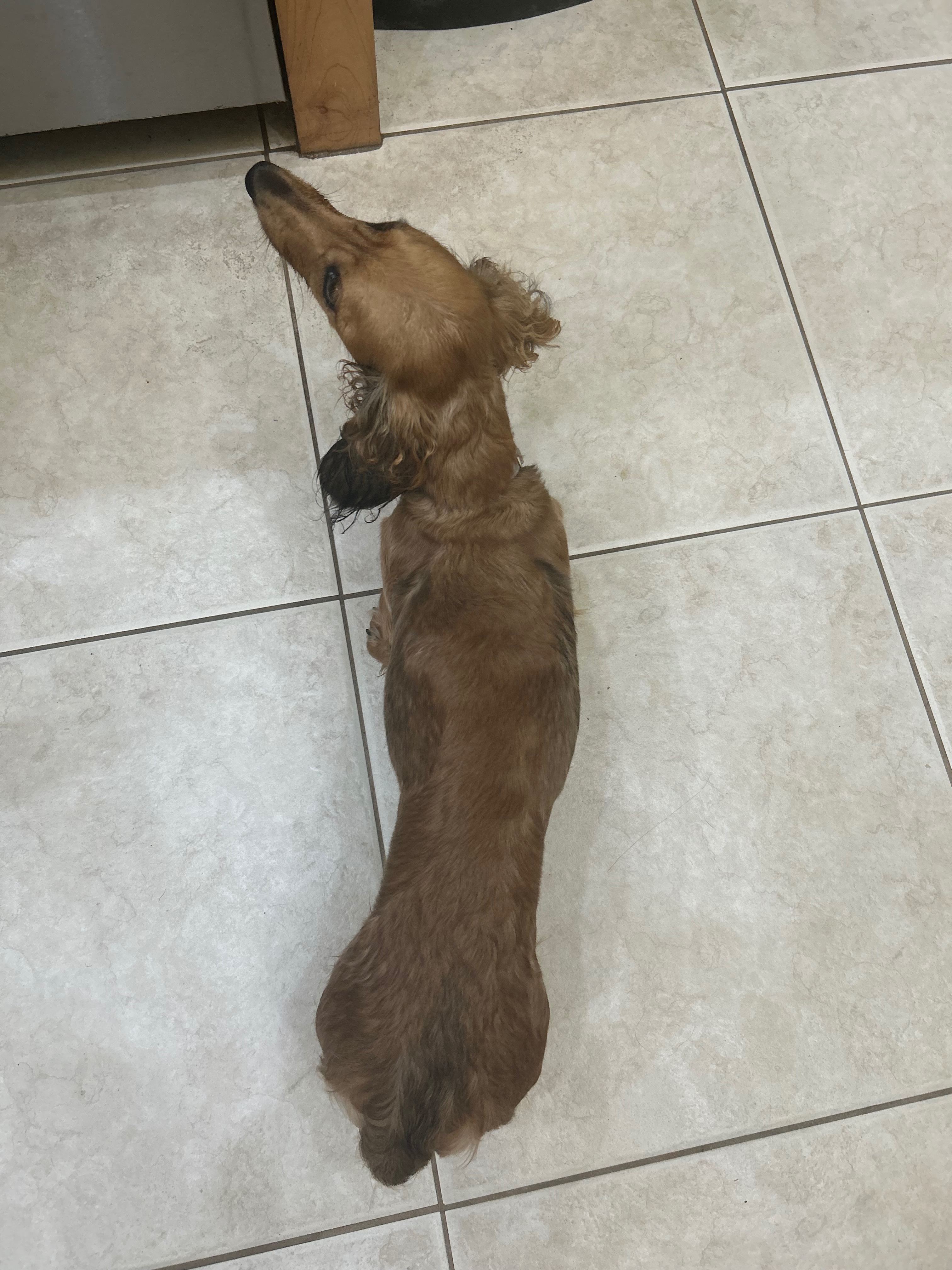 Help Save Roxanne—My Best Friend Needs Emergency Surgery campaign photo, 5 of 7