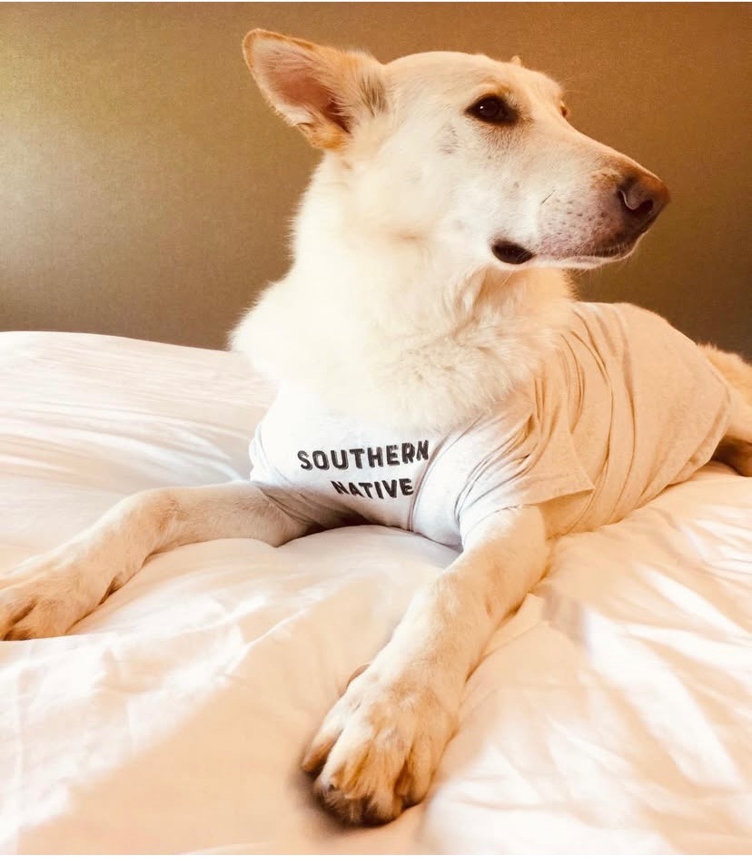 Thunder needs an amputation and chemo campaign photo, 7 of 8