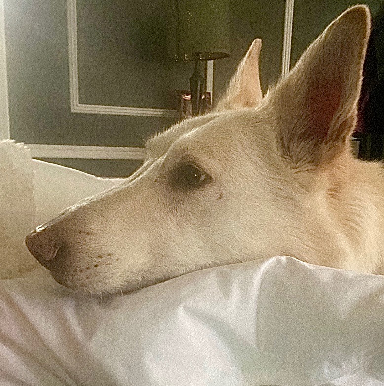 Thunder needs an amputation and chemo campaign photo, 2 of 8