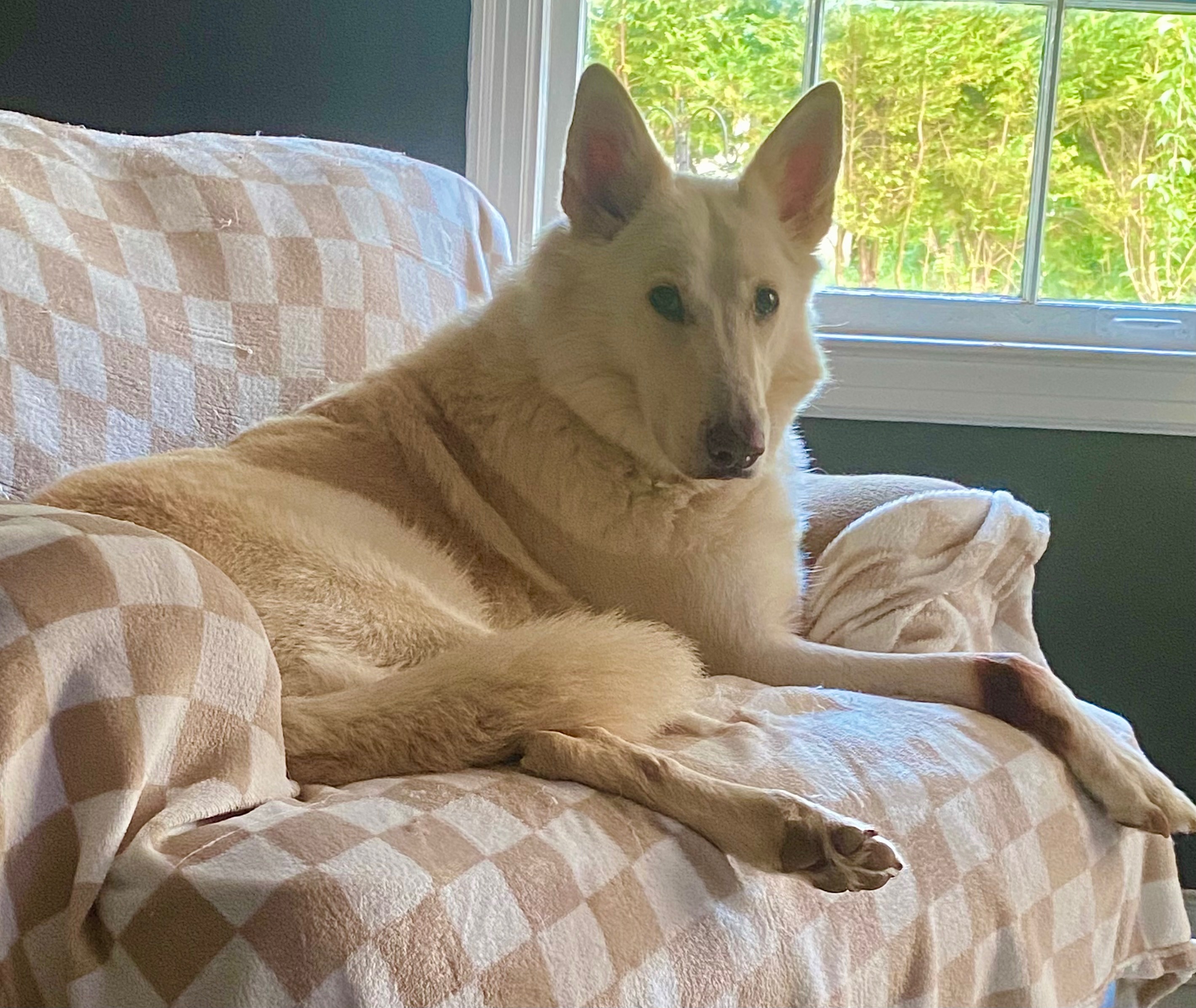 Thunder needs an amputation and chemo campaign photo, 4 of 8