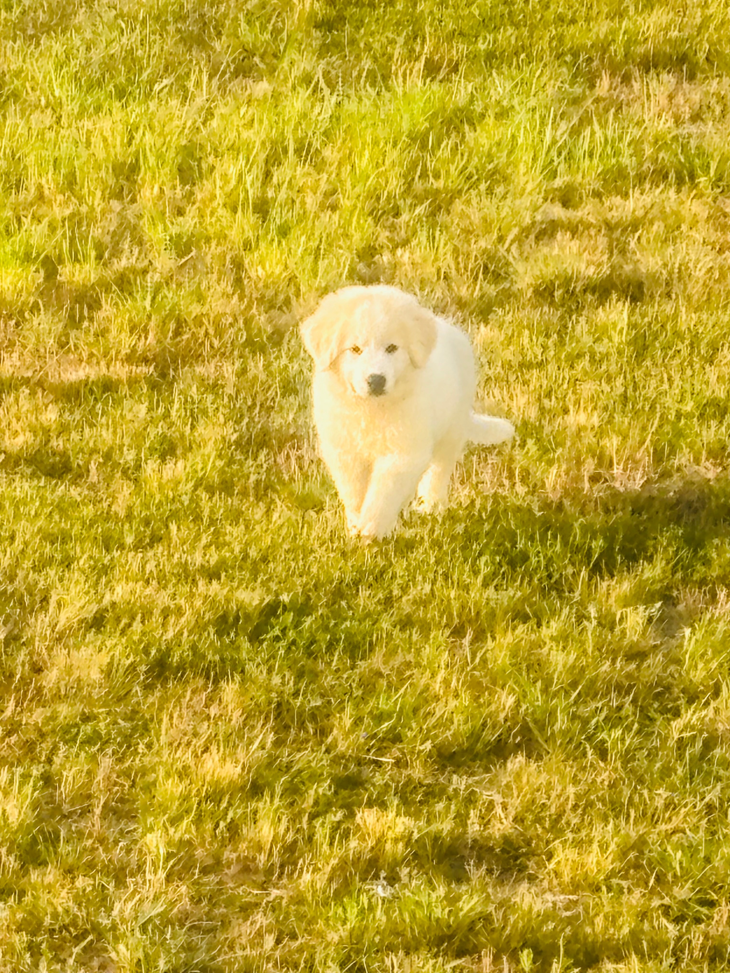Save Escanor: Help Fund His Surgery campaign photo, 6 of 7