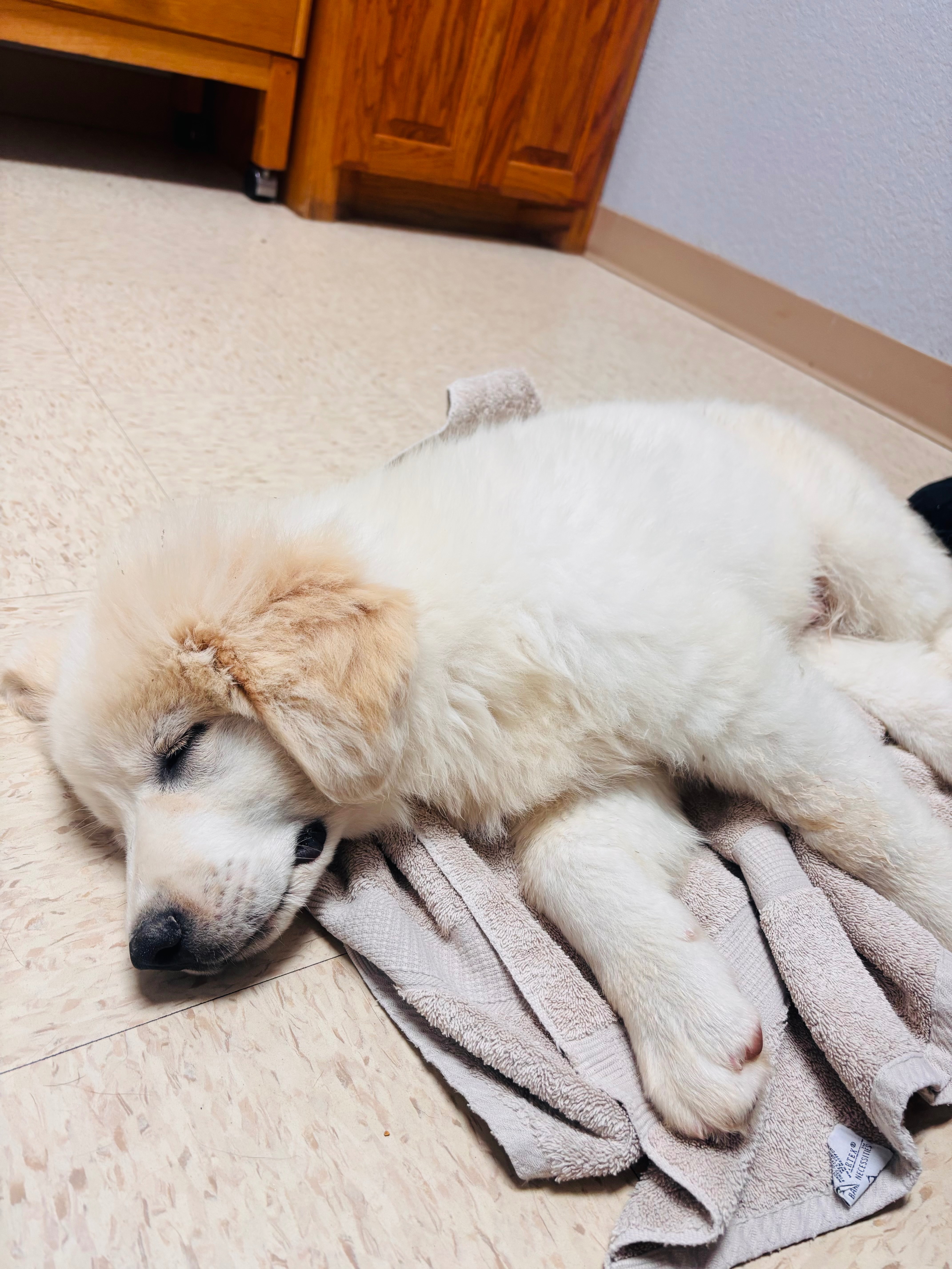 Save Escanor: Help Fund His Surgery campaign photo, 4 of 7