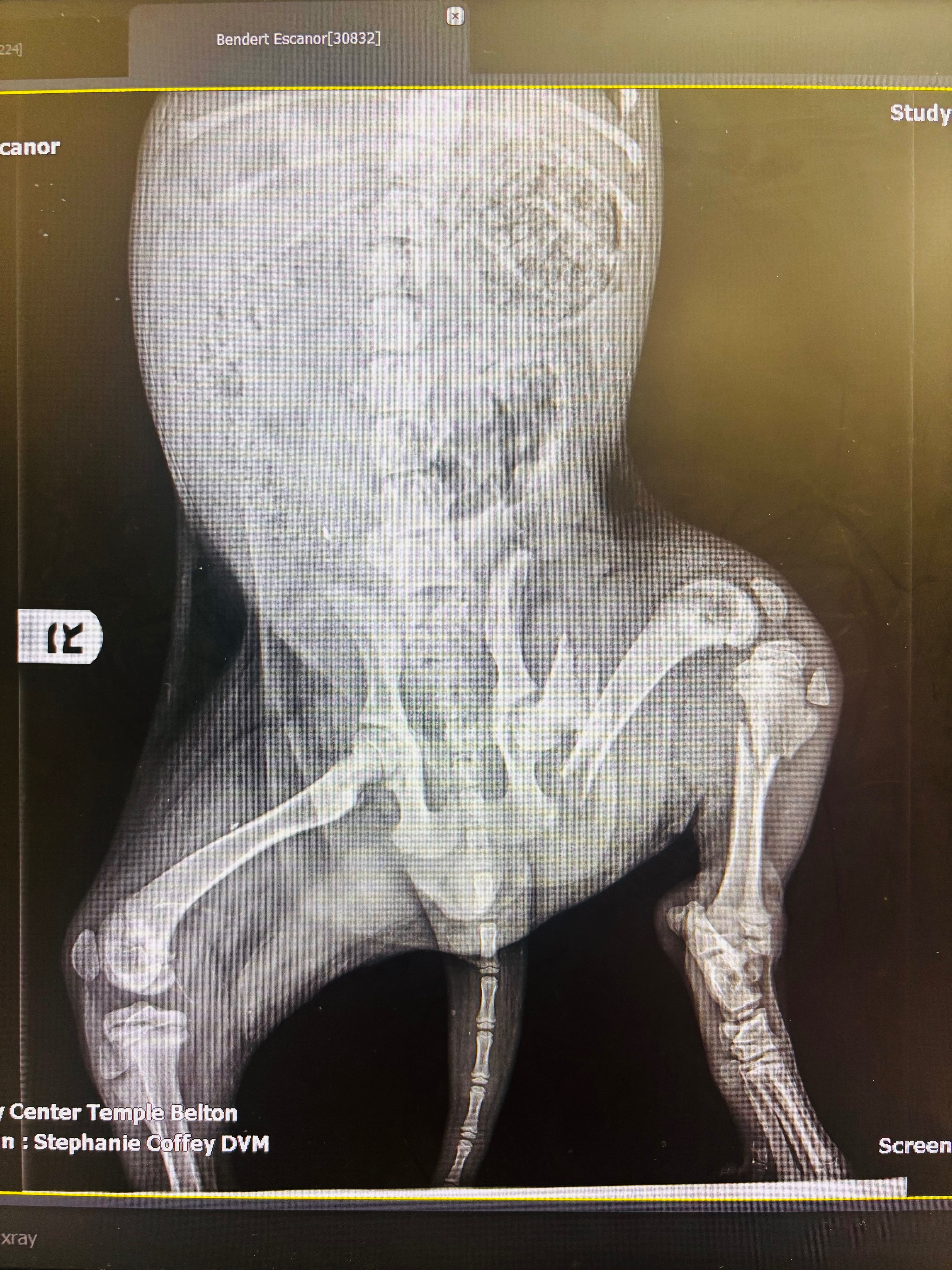 Save Escanor: Help Fund His Surgery campaign photo, 5 of 7