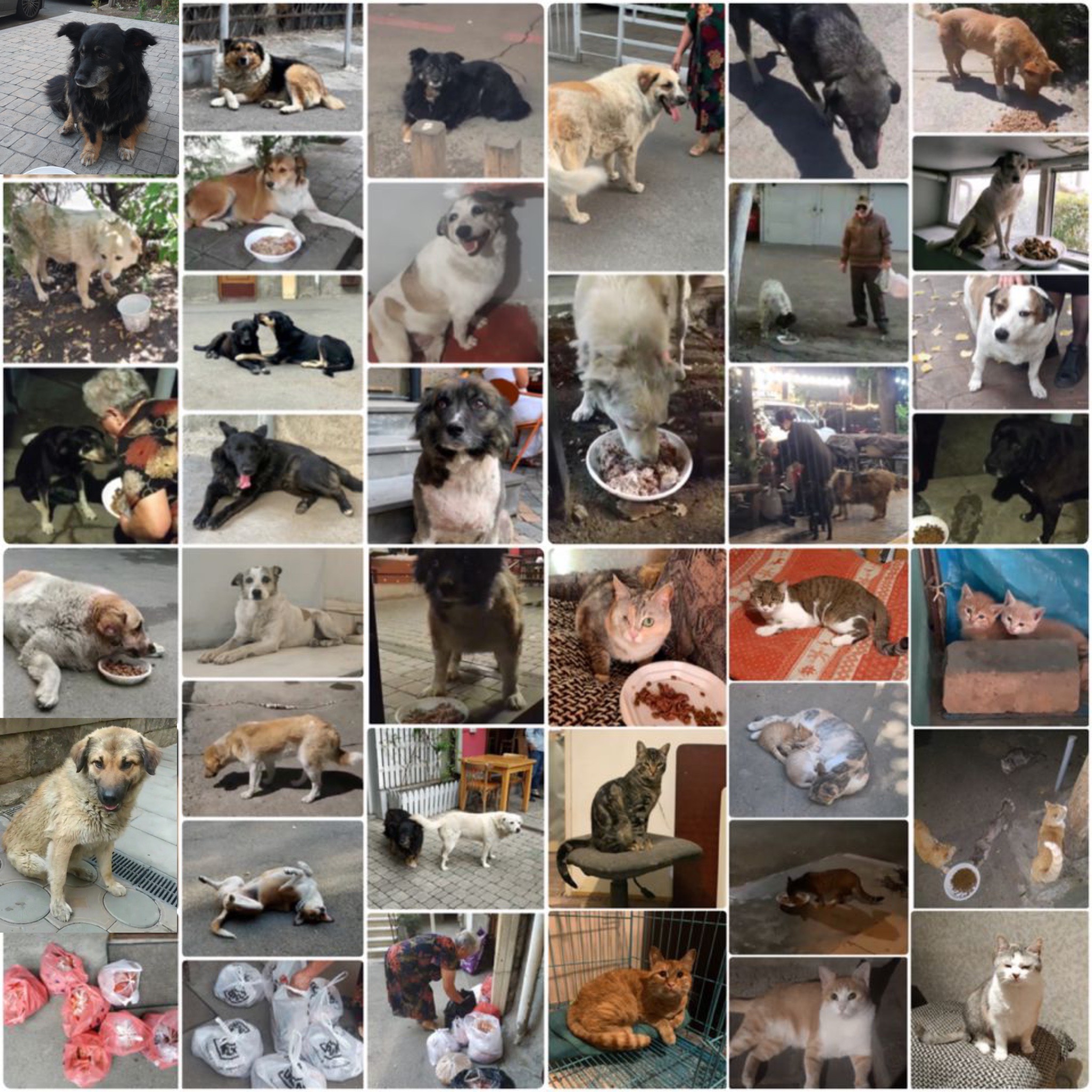Please Help Us Feed and Protect Strays in Yerevan campaign photo, 7 of 8