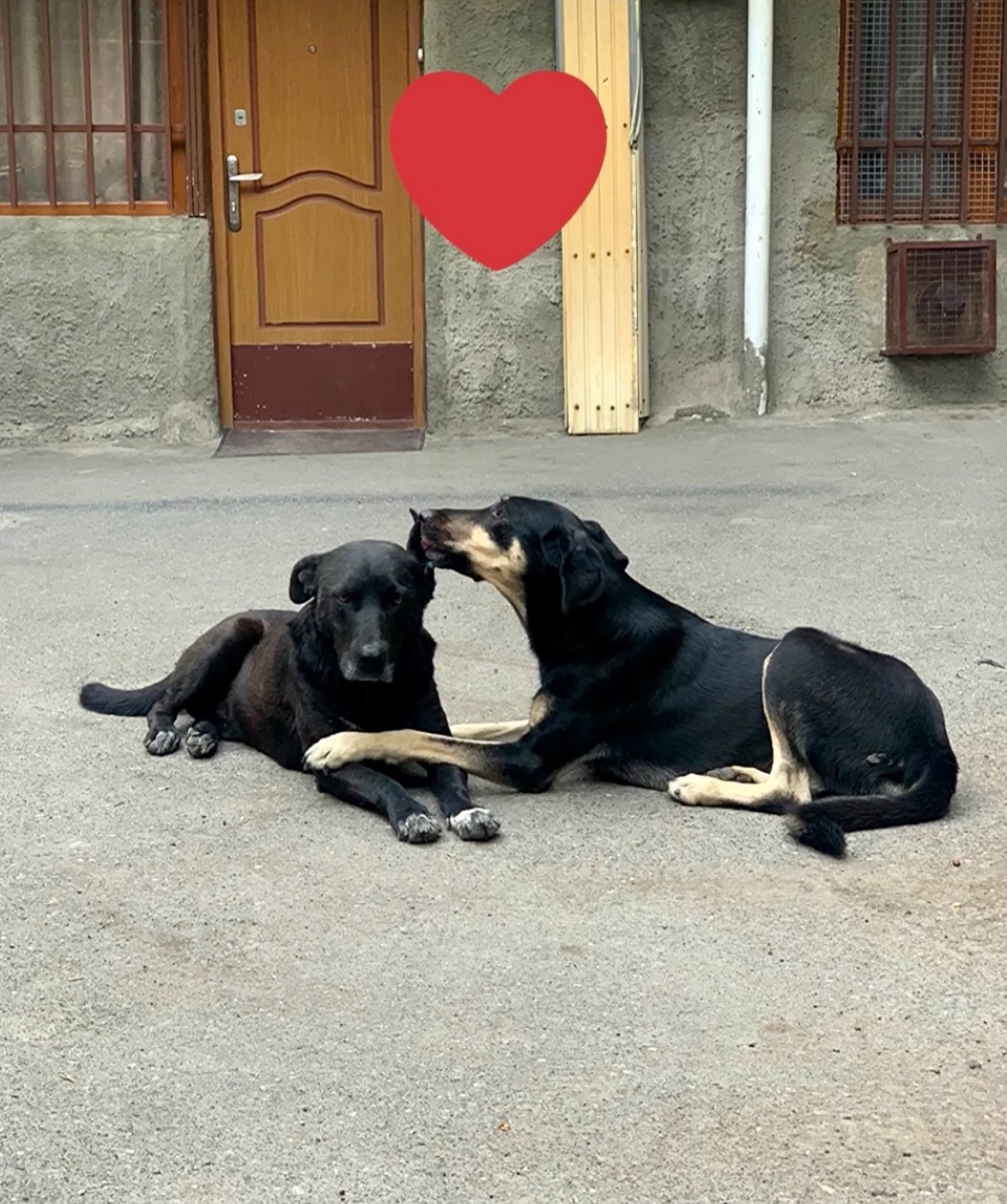 Please Help Us Feed and Protect Strays in Yerevan campaign photo, 4 of 8