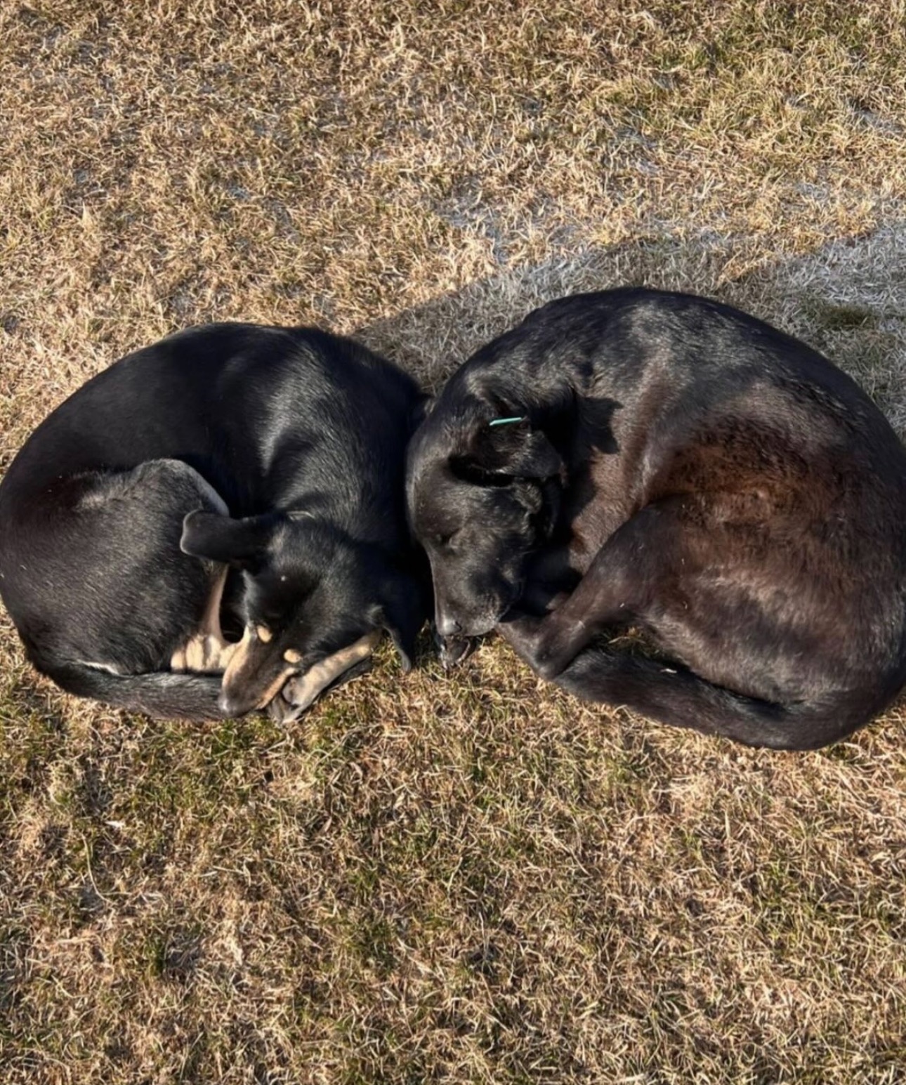Please Help Us Feed and Protect Strays in Yerevan campaign photo, 5 of 8