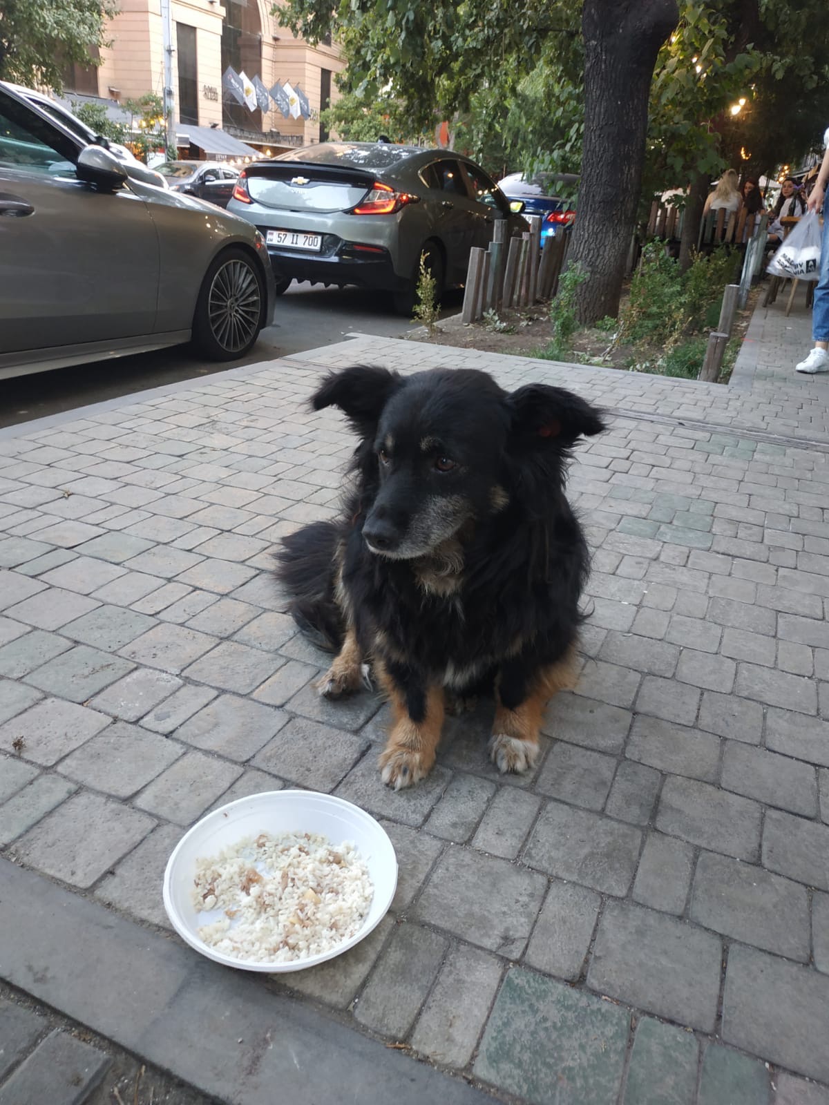 Please Help Us Feed and Protect Strays in Yerevan campaign photo, 6 of 8