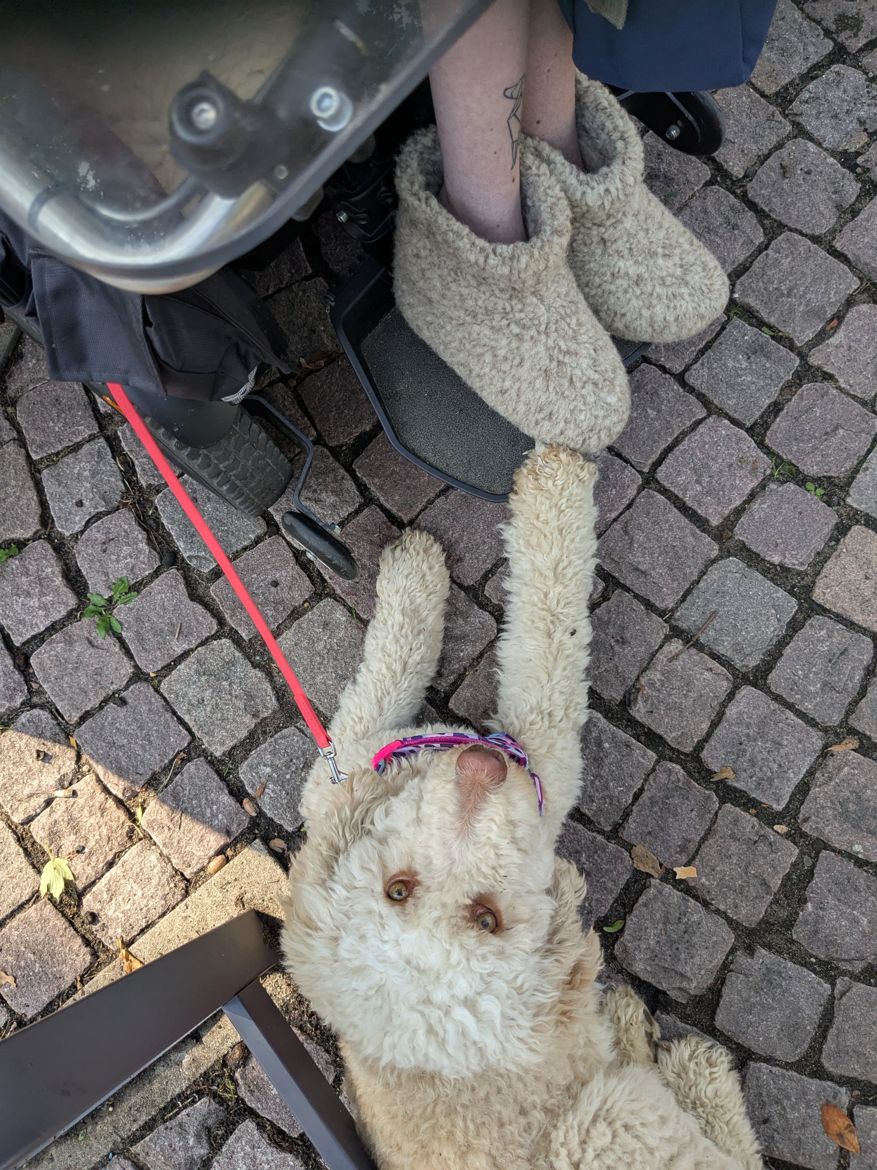 Sicherheit durch Pfoten campaign photo, 5 of 8