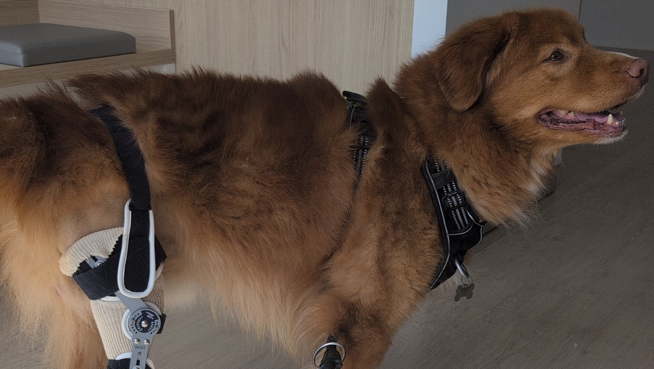 Aidez-nous à sauver les genoux de Koda