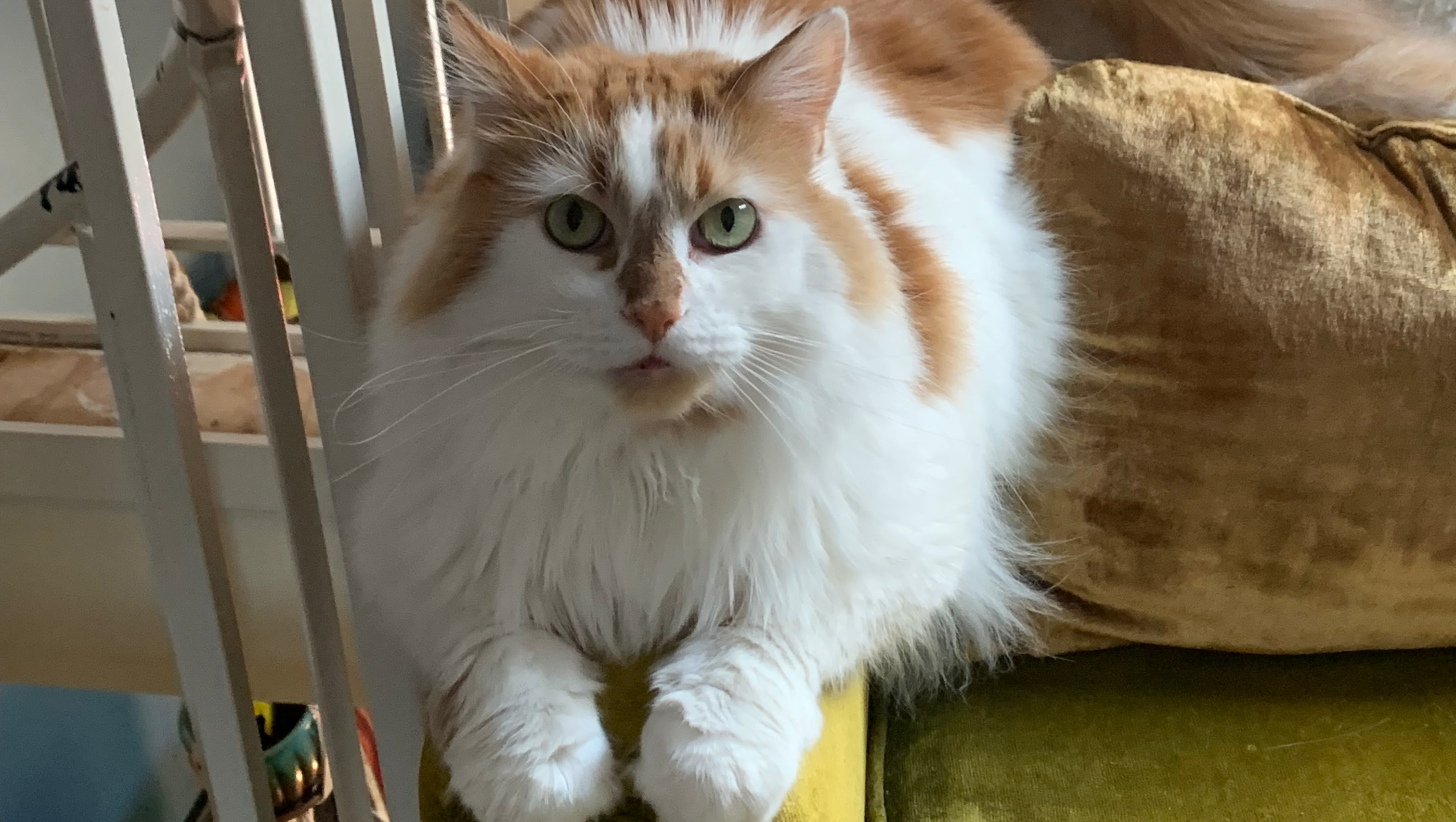 Beedle's Medical Fund: Every Dollar Helps photo