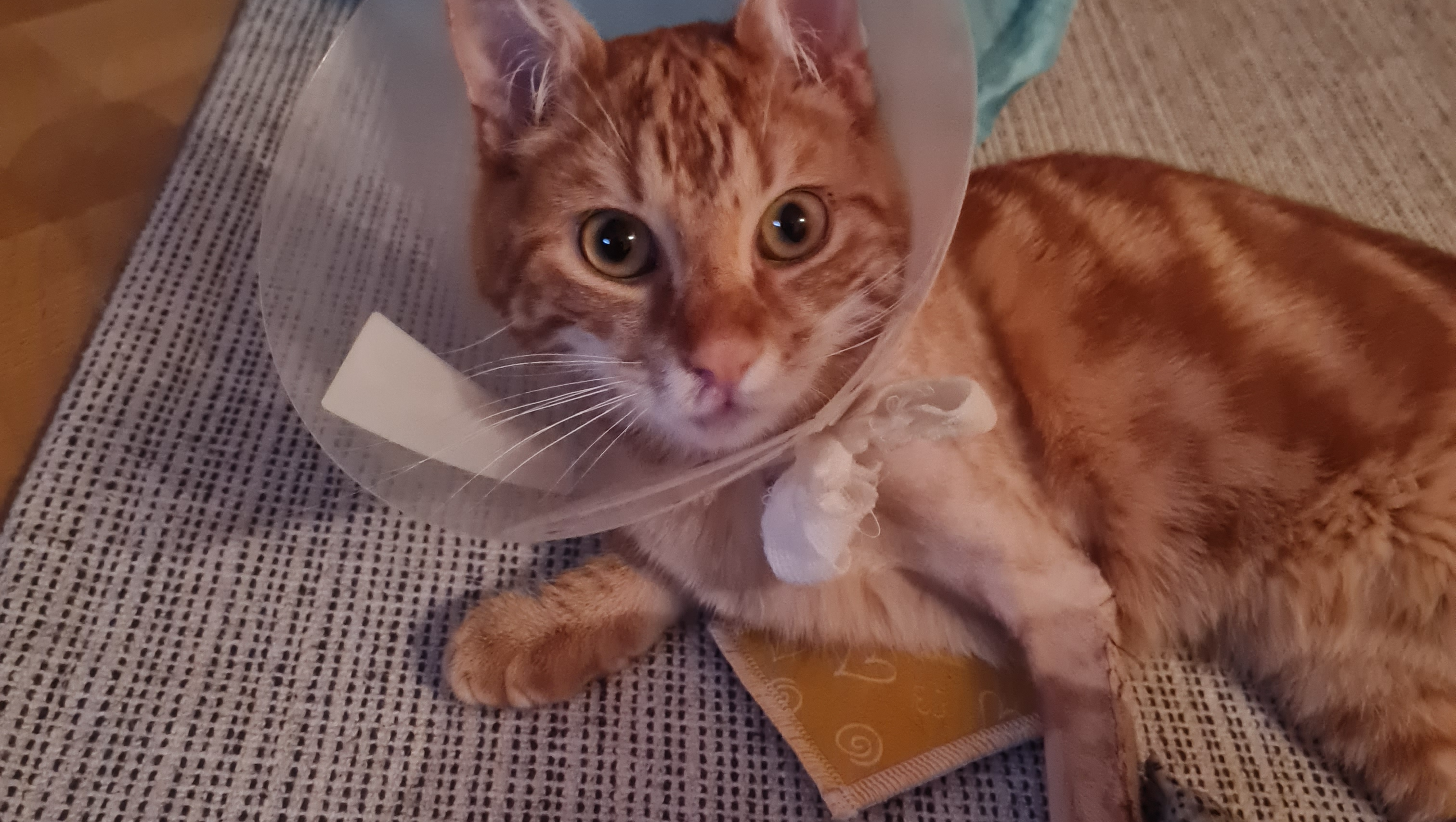 Charly freut sich über jede Unterstützung photo