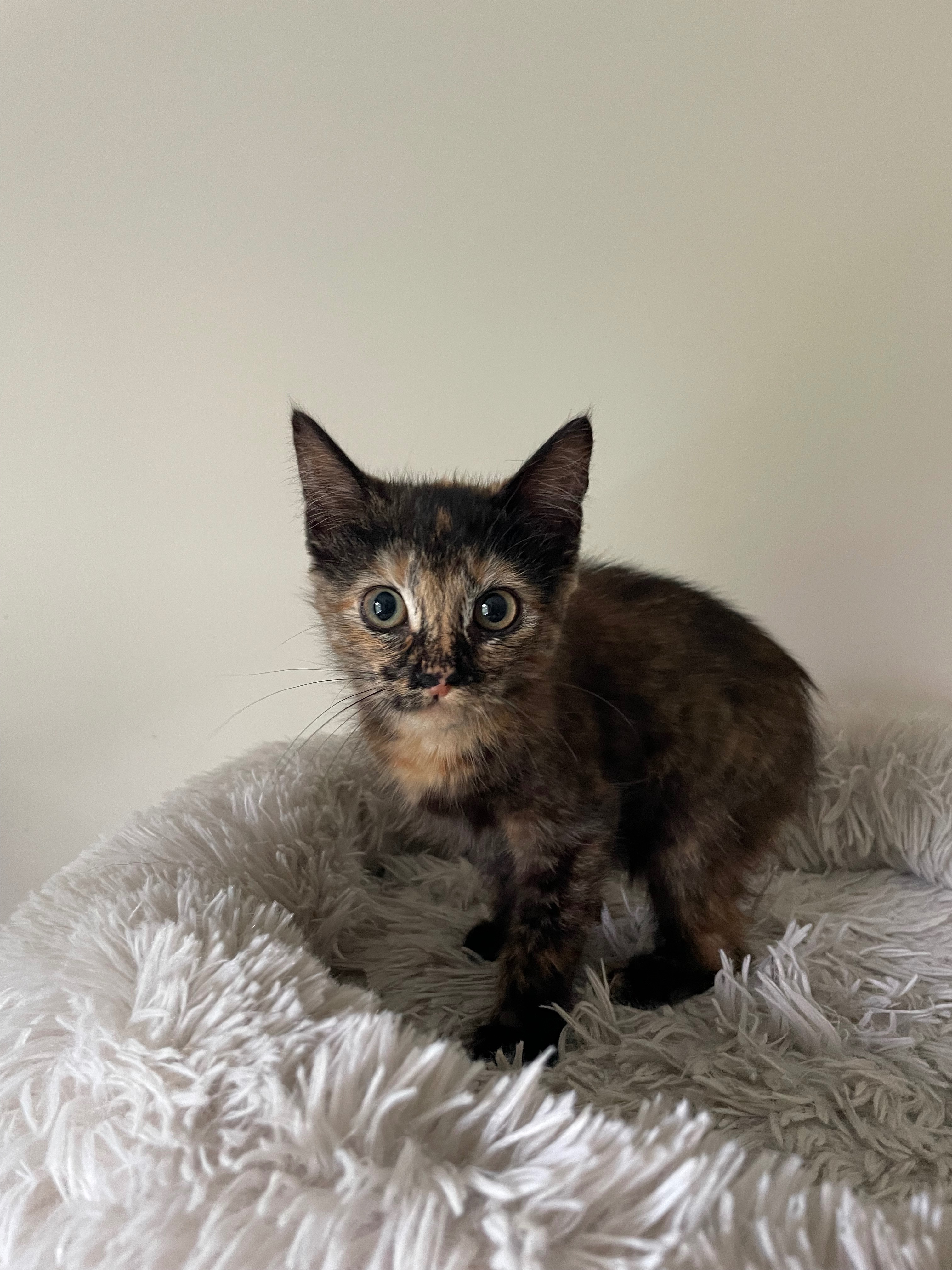 Help support my fosters campaign photo, 7 of 8
