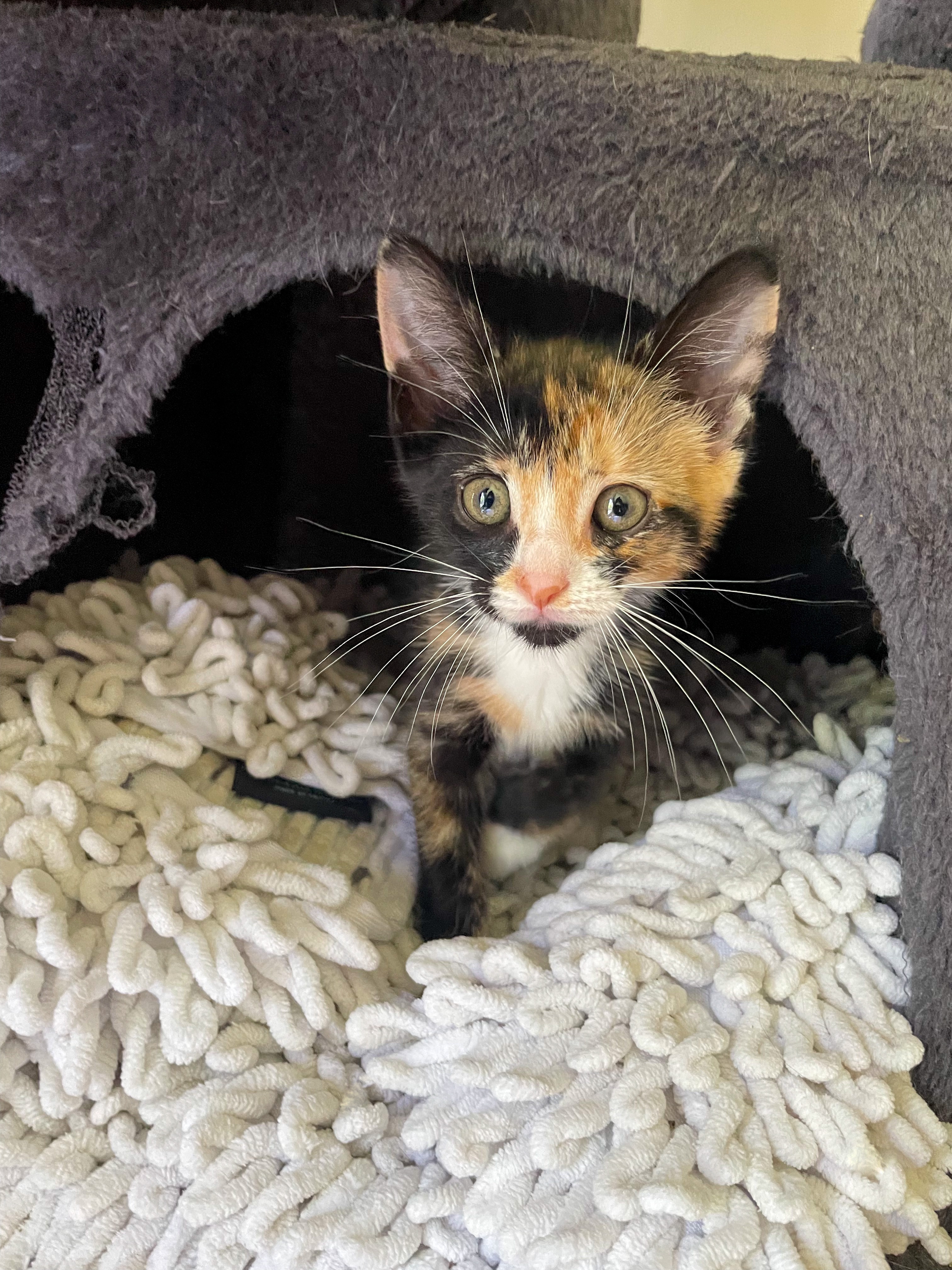 Help support my fosters campaign photo, 6 of 8